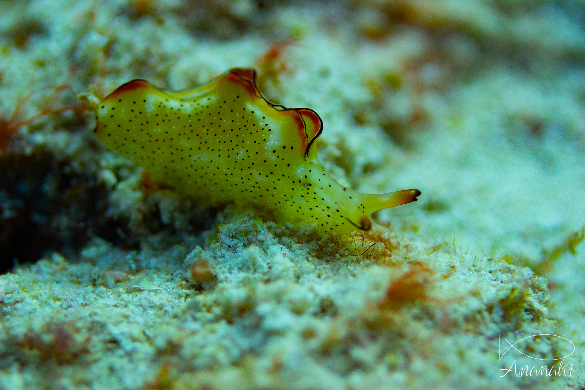 Lièvre de mer moucheté de Raja Ampat