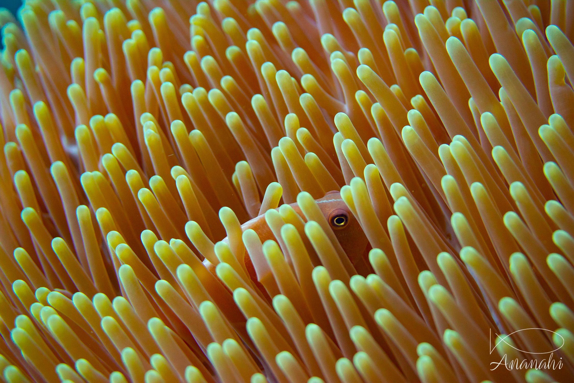 Poisson clown mouffette de Raja Ampat