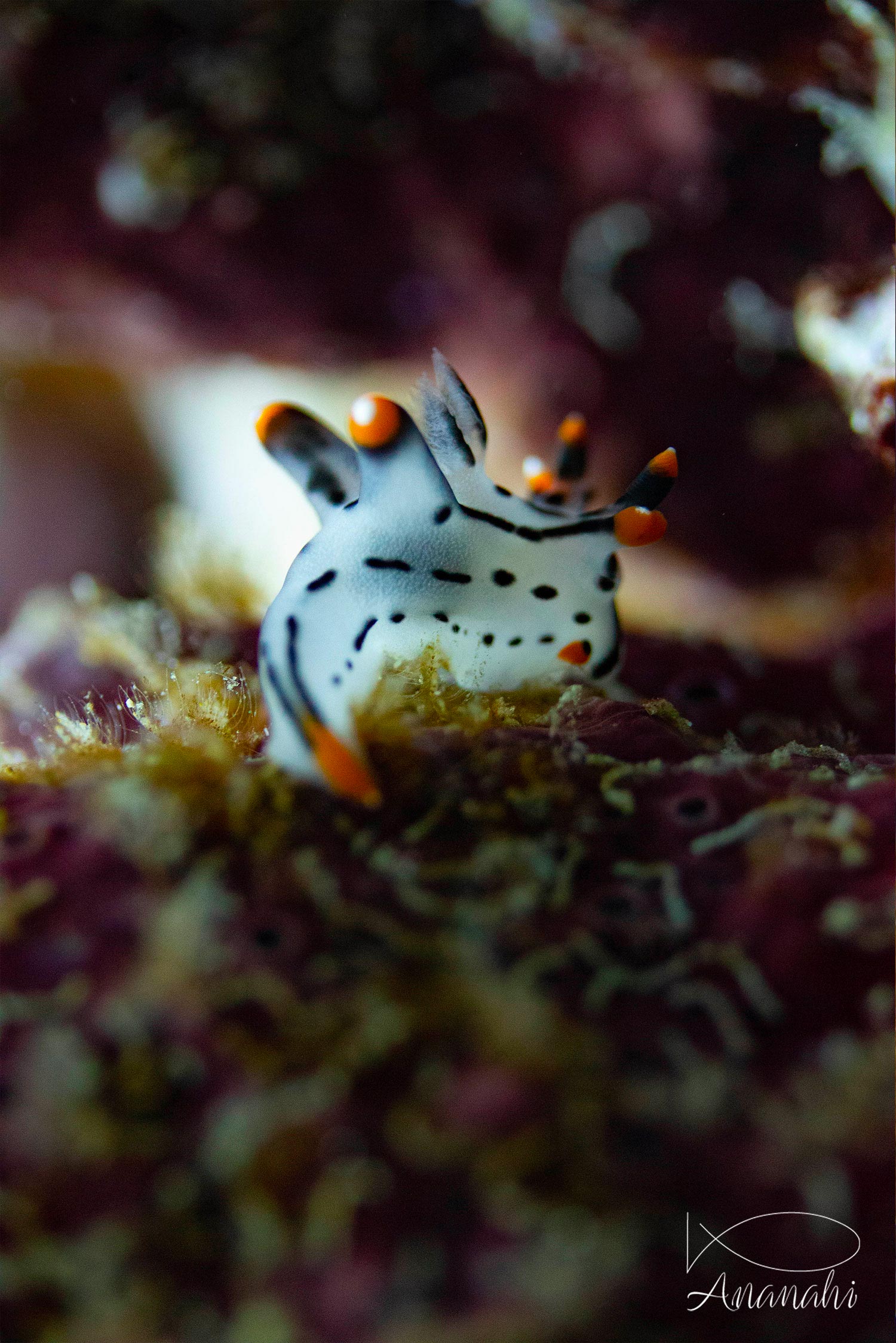 Thécacère peinte de Raja Ampat