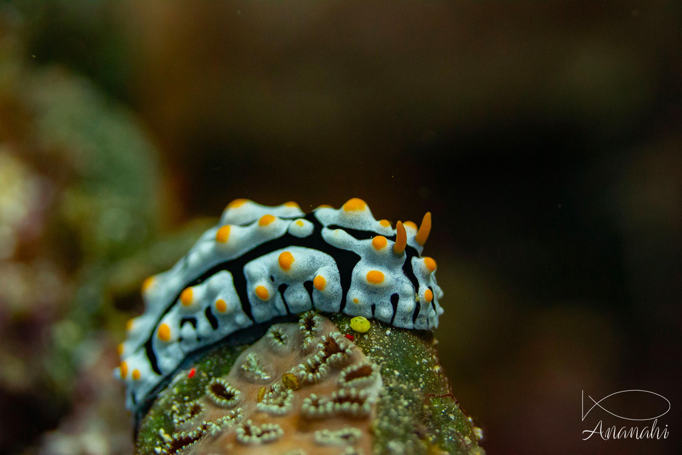 Phyllidie verruqueuse de Raja Ampat