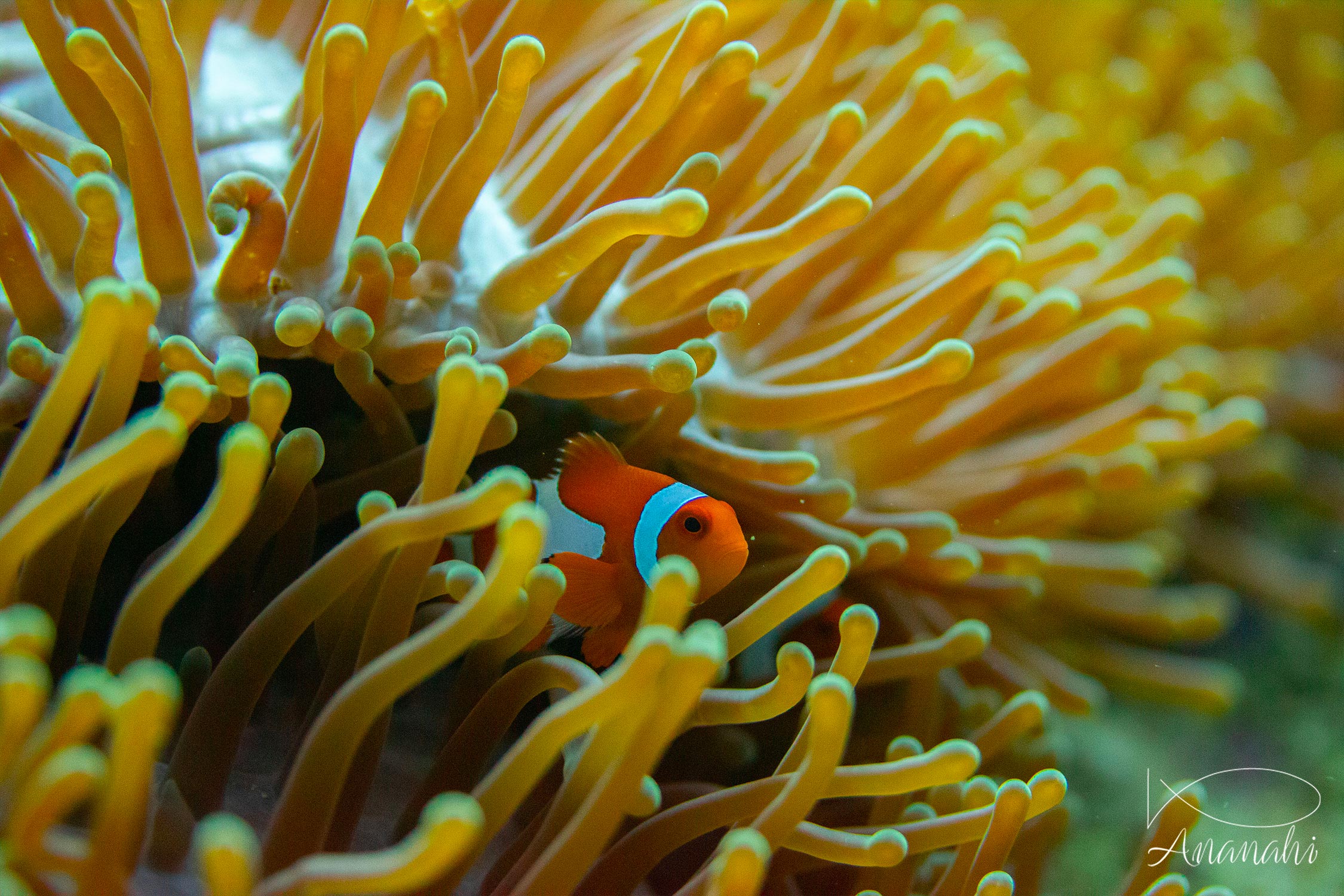 Poisson clown à trois bandes de Raja Ampat