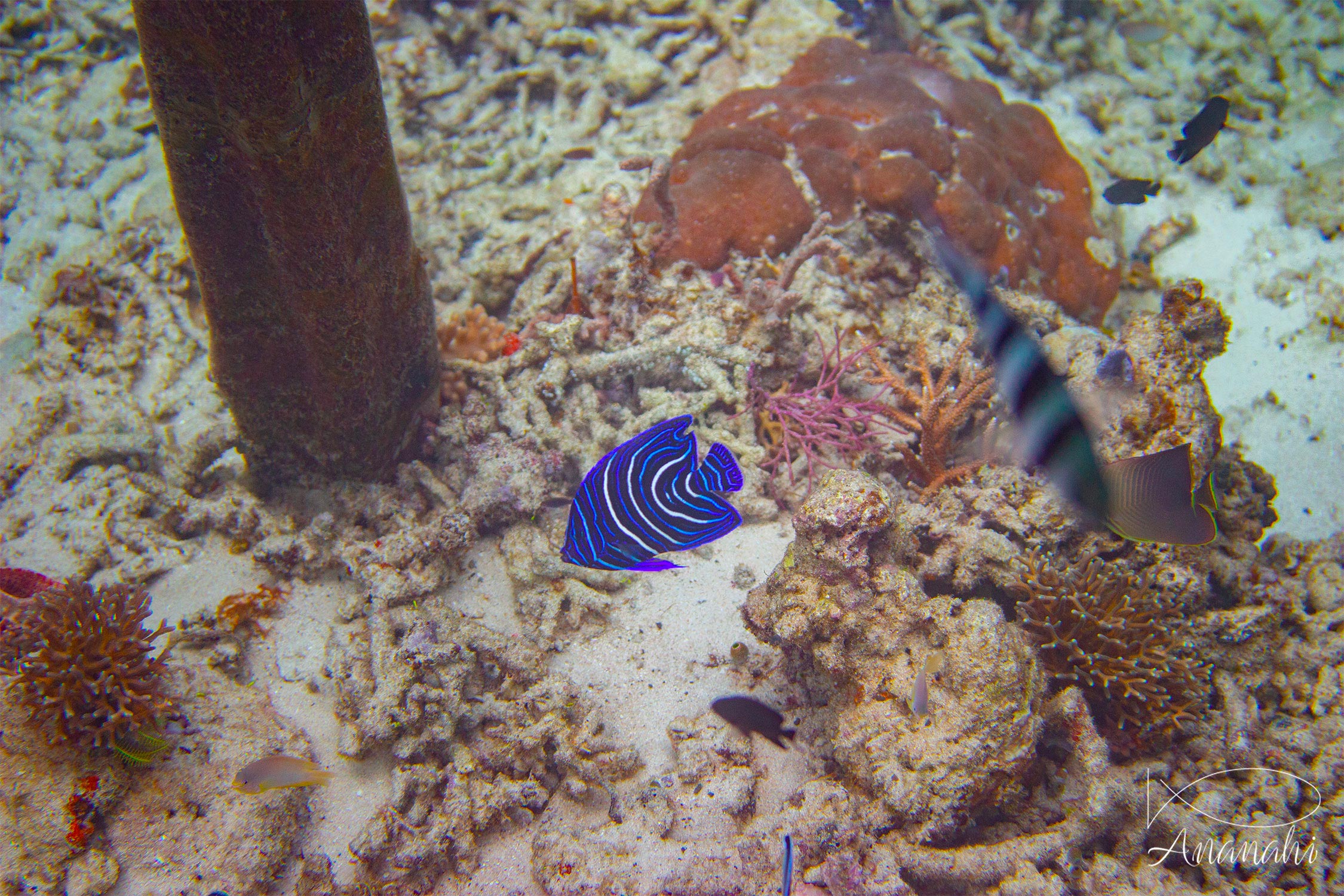 Poisson ange empereur juvénile de Raja Ampat