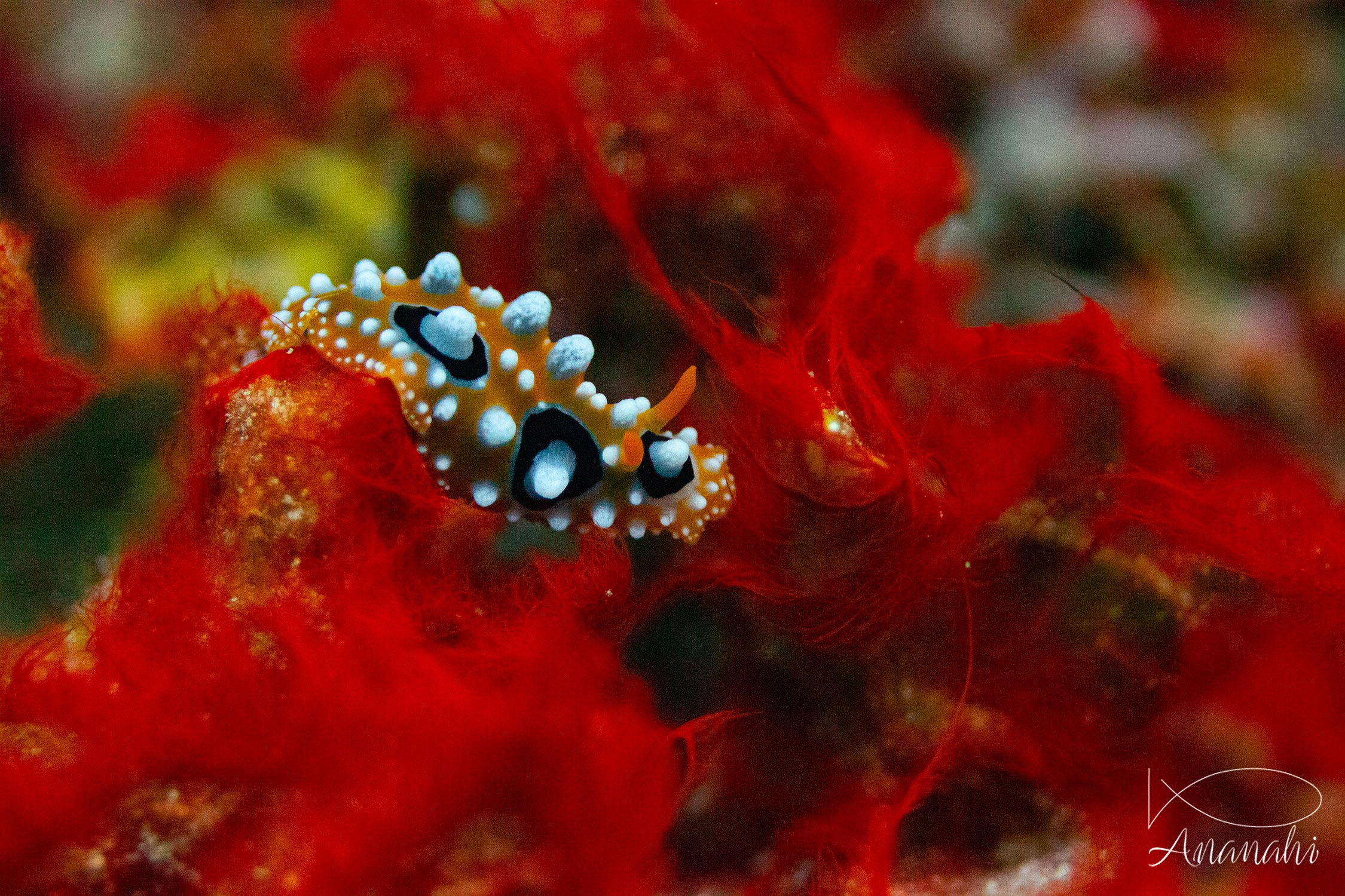 Phyllidie ocellée de Raja Ampat