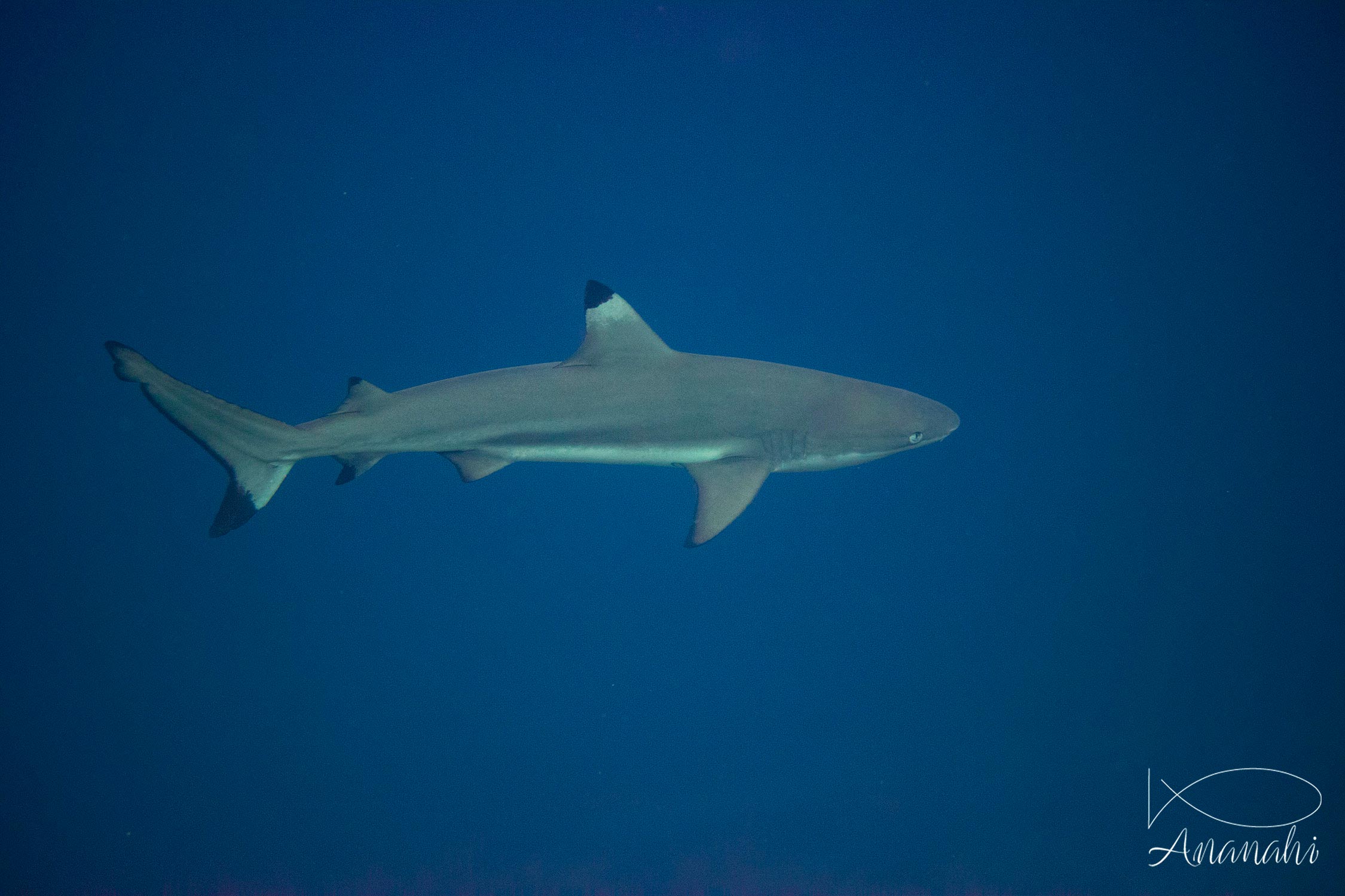 Requin de récif à pointes noires de Raja Ampat