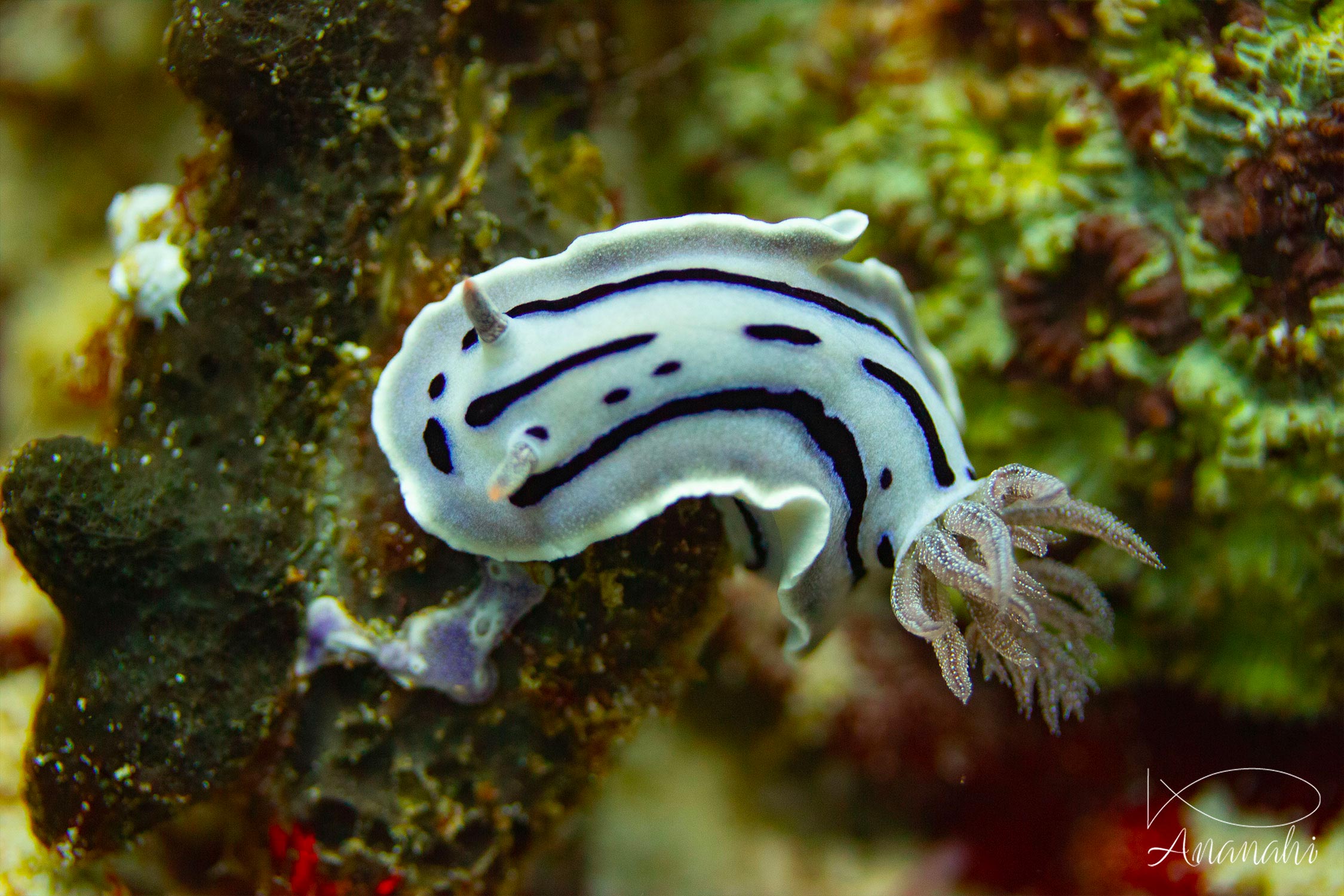 Chromodoris de Loch de Raja Ampat