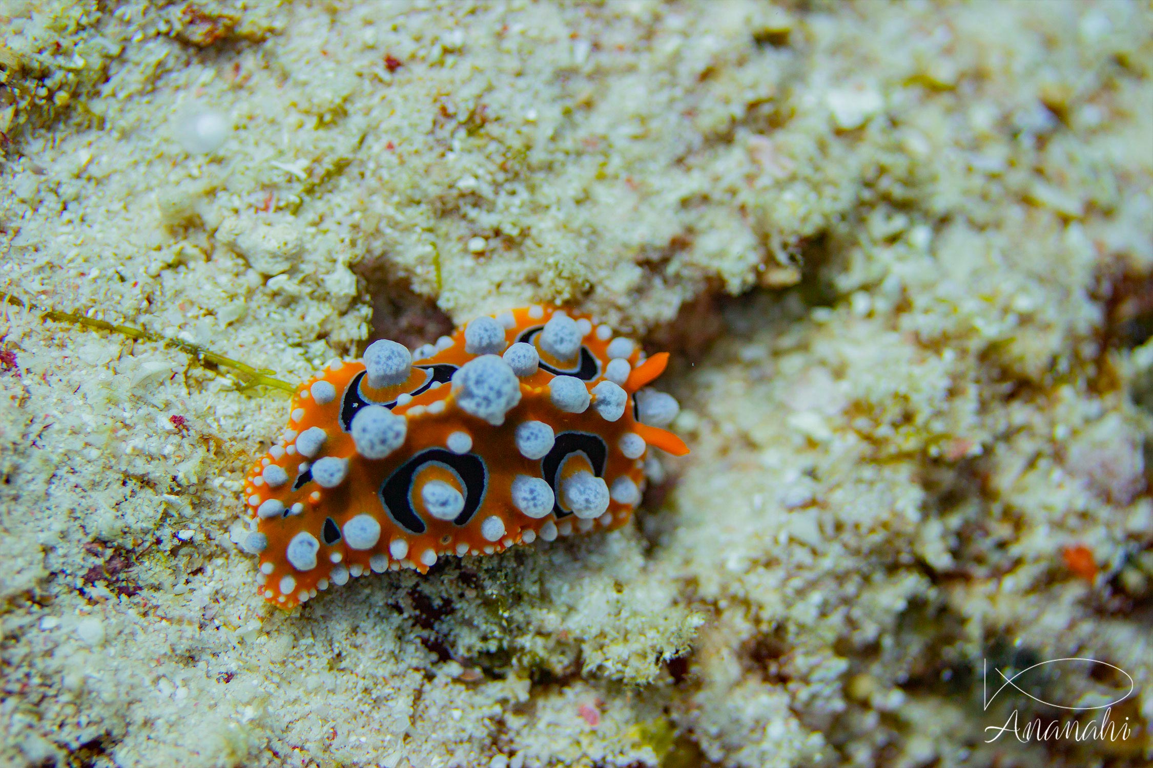 Phyllidie ocellée de Raja Ampat