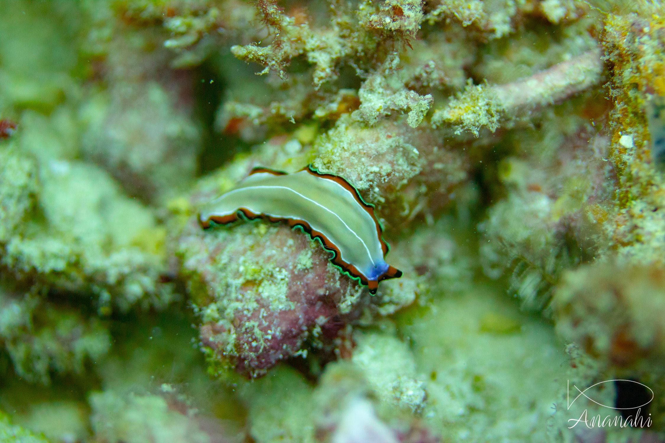 Ver plat à double marge de Raja Ampat