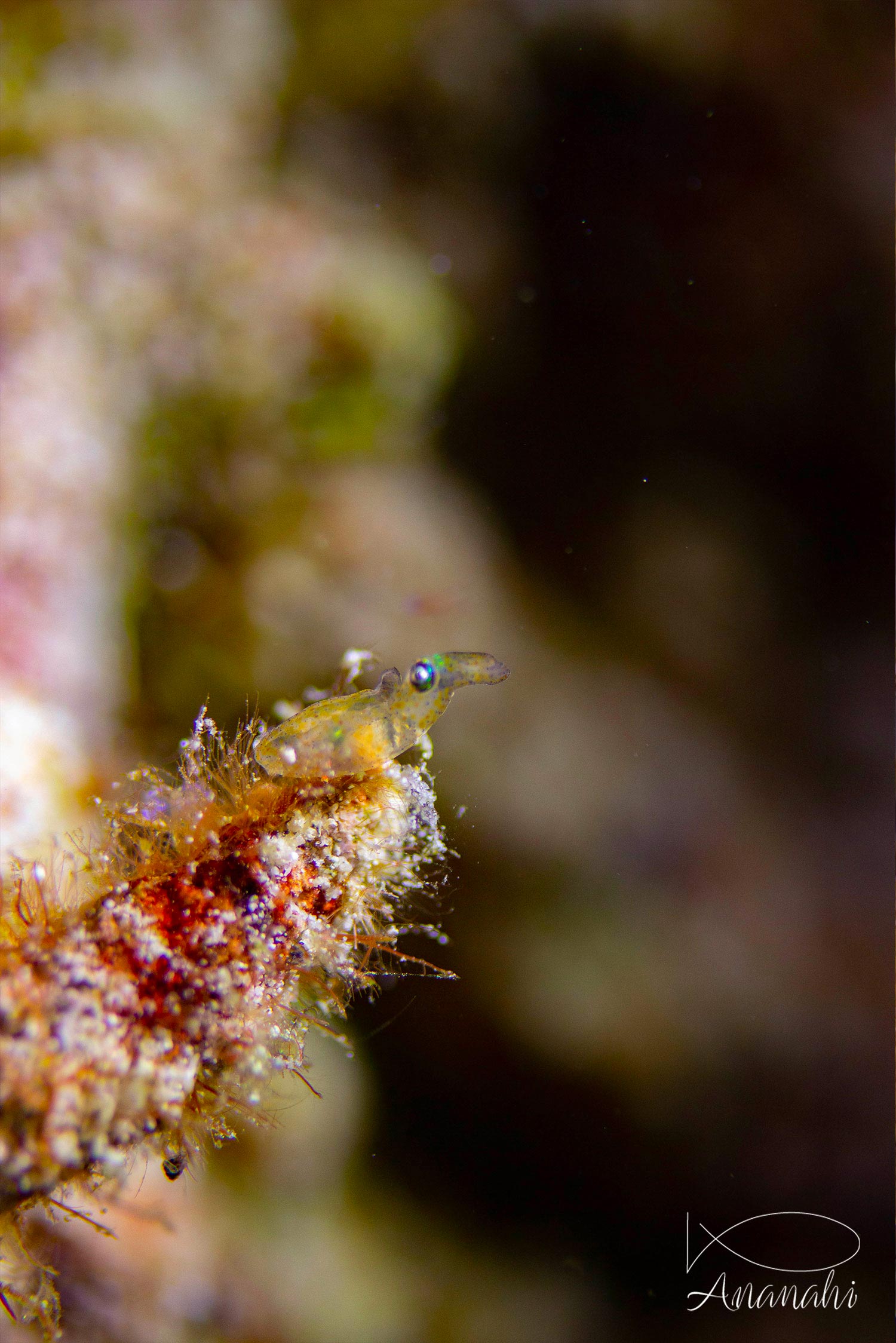 Seichon de Raja Ampat