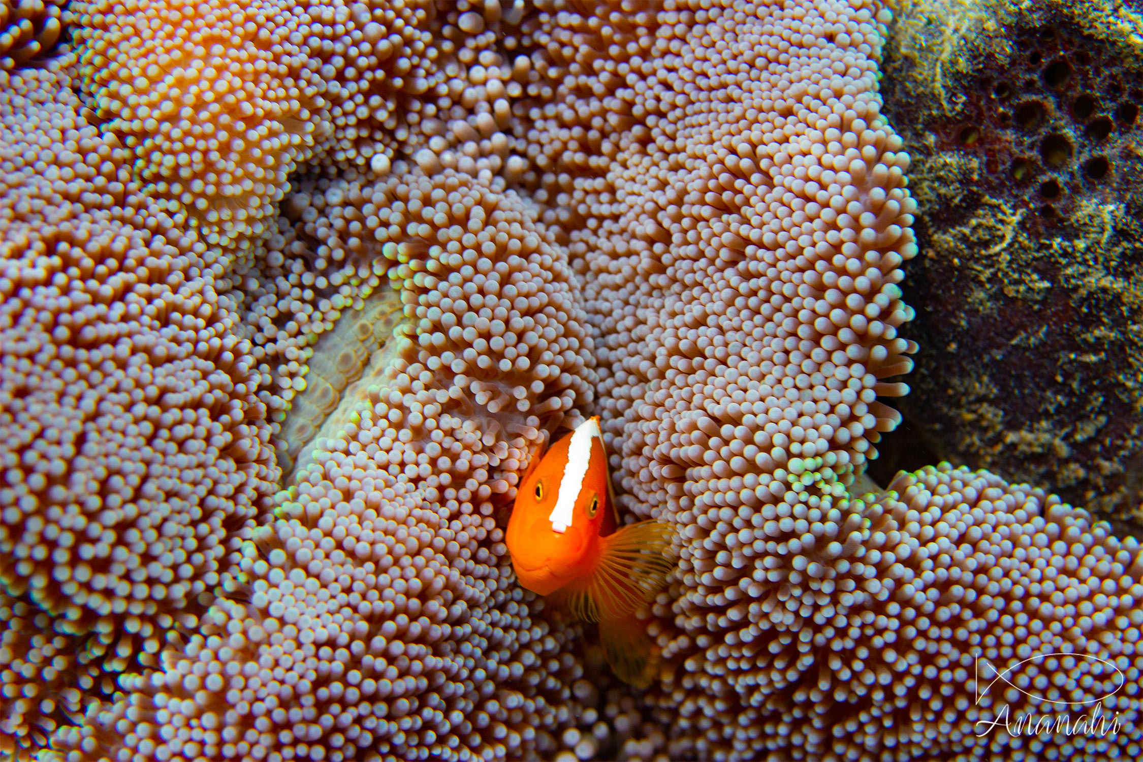 Poisson clown à bande dorsale de Raja Ampat