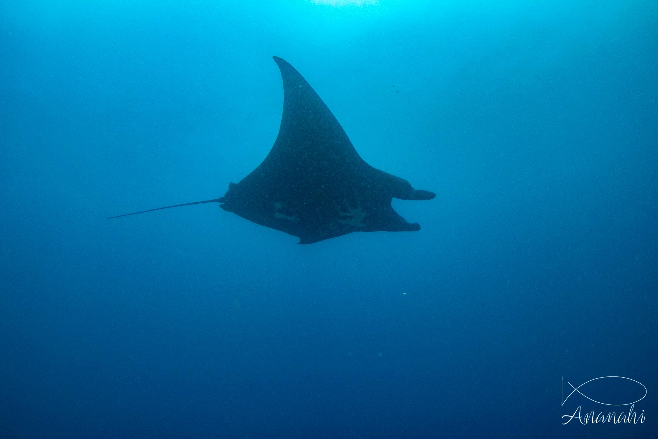 Raie manta noire de Raja Ampat