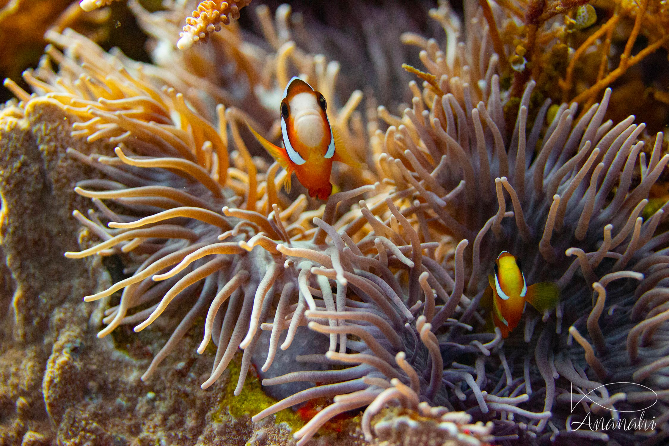 Poisson clown à trois bandes de Raja Ampat