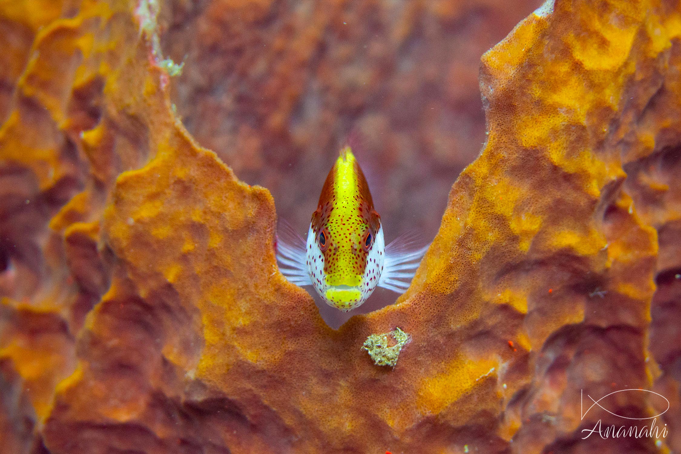 Poissons divers de Raja Ampat