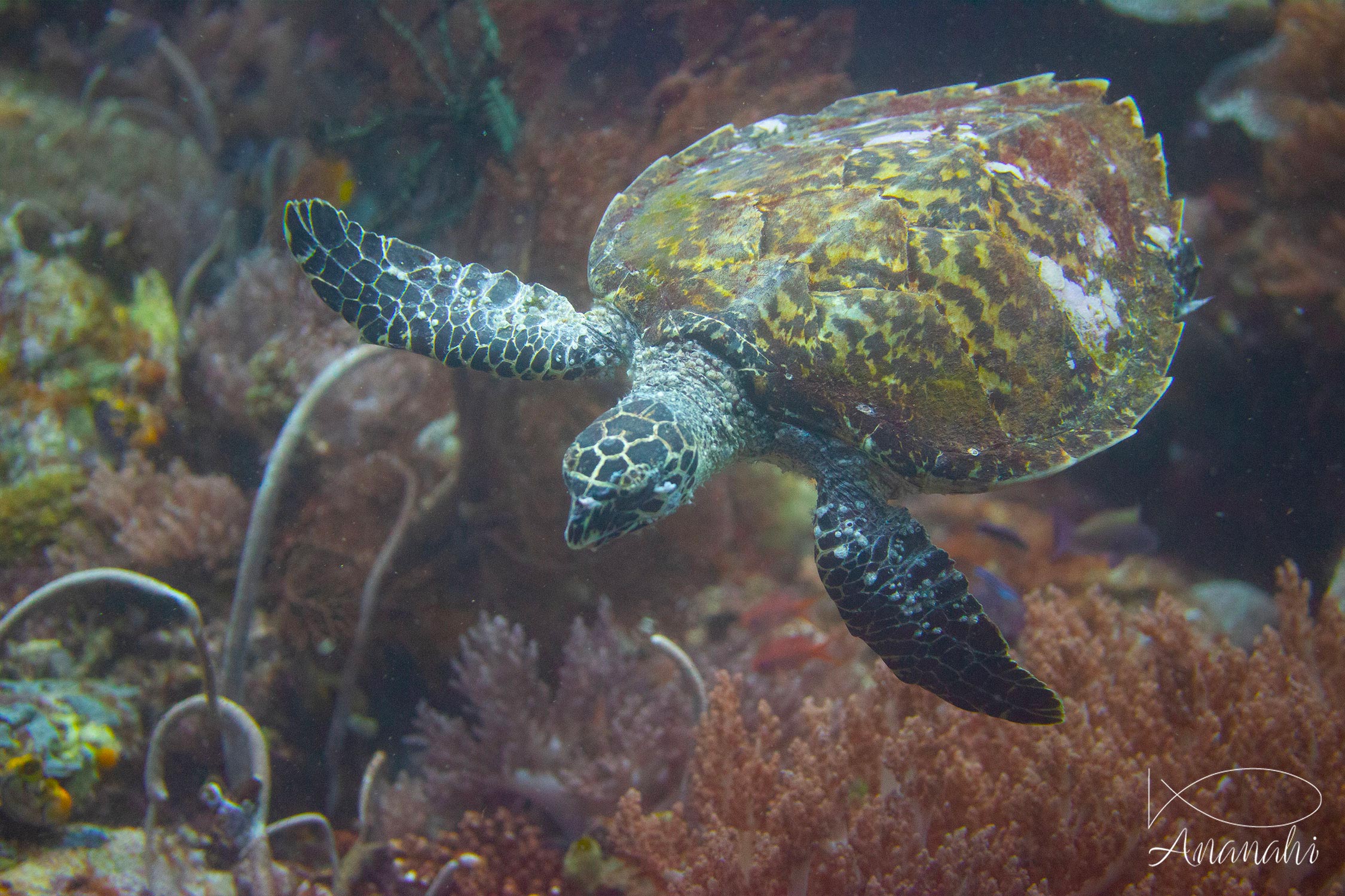 Tortue imbriquée de Raja Ampat