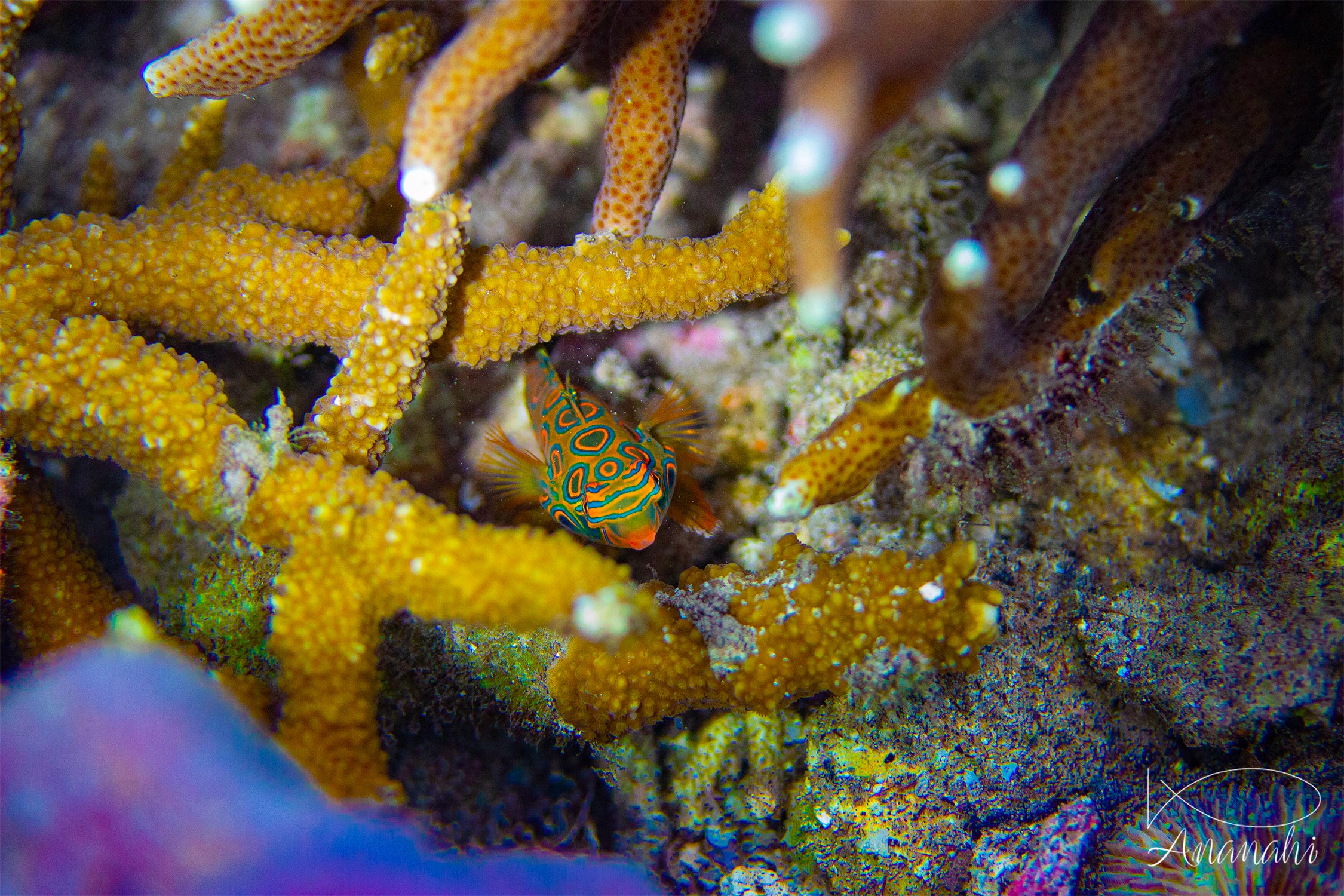 Poisson mandarin bariolé de Raja Ampat