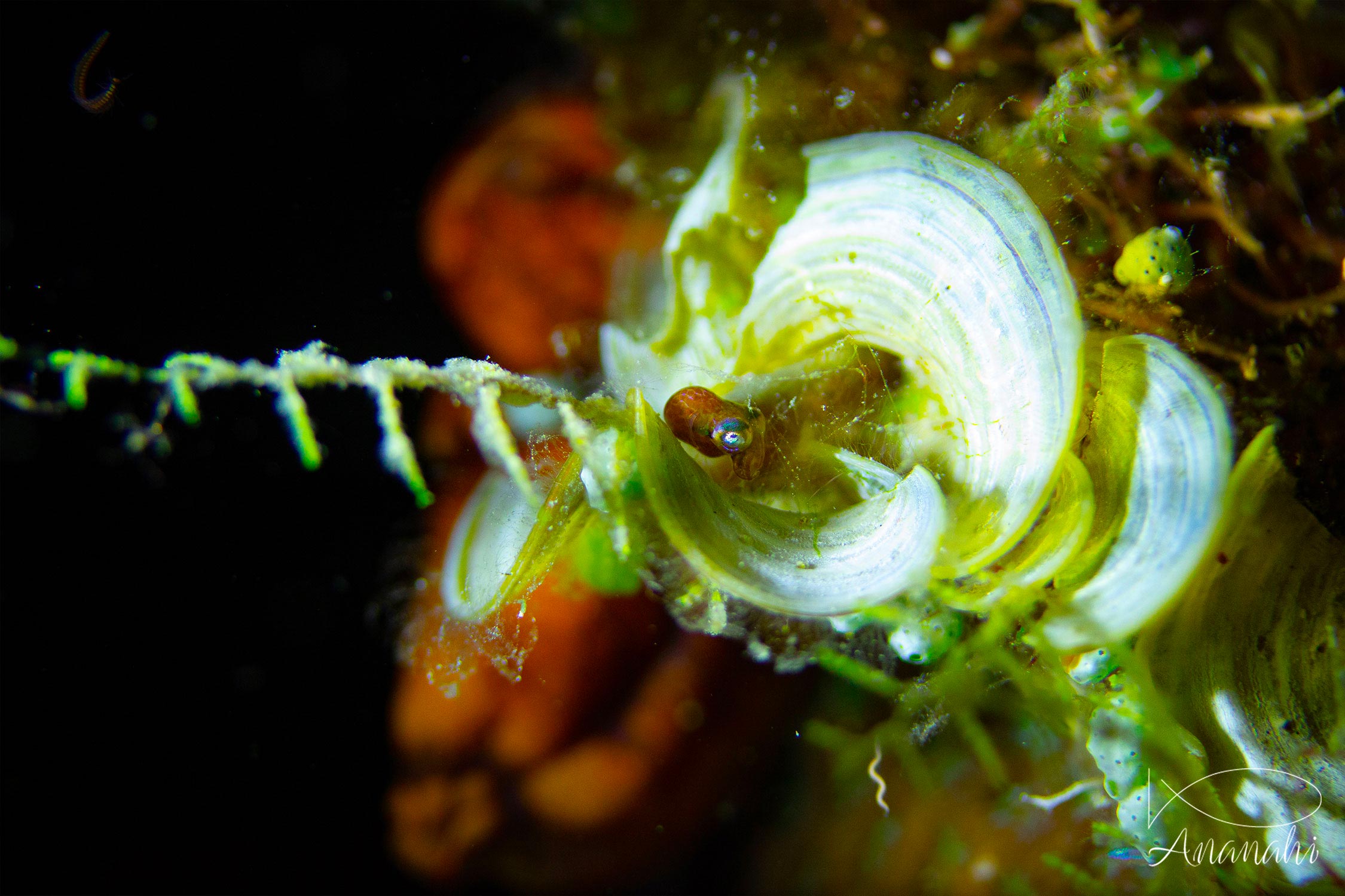 Seichon de Raja Ampat