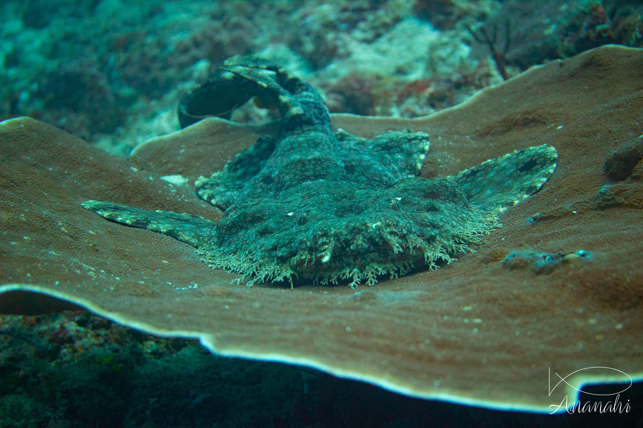 Requin tapis de Raja Ampat