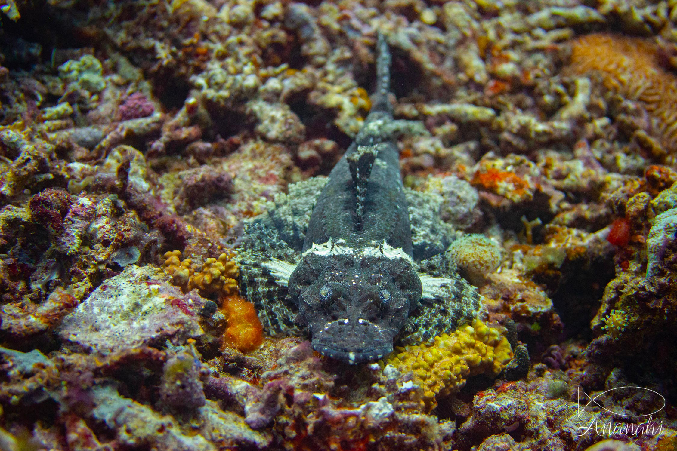 Poisson-crocodile de Beaufort juvénile de Raja Ampat