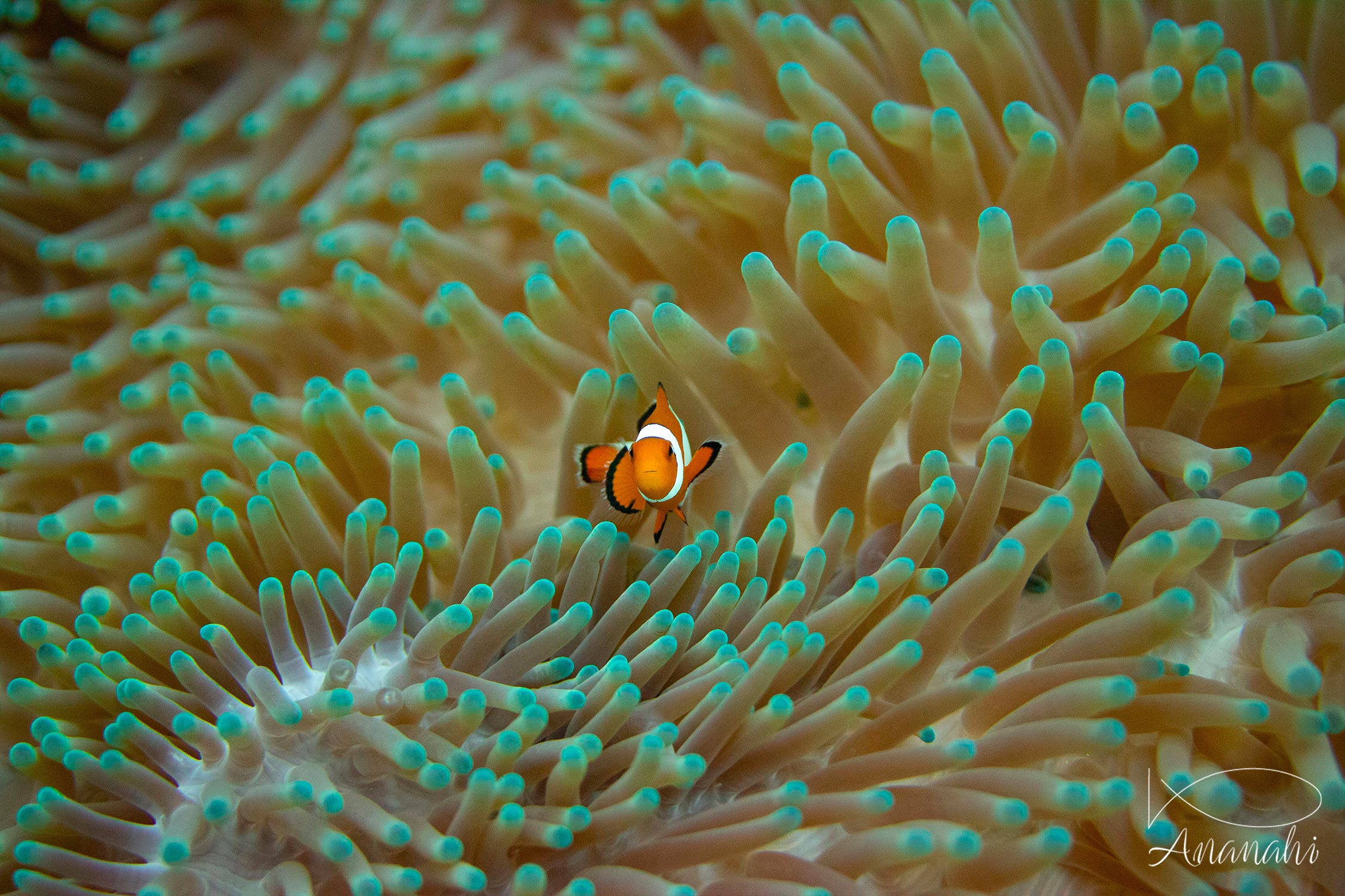 Poisson clown à trois bandes de Raja Ampat