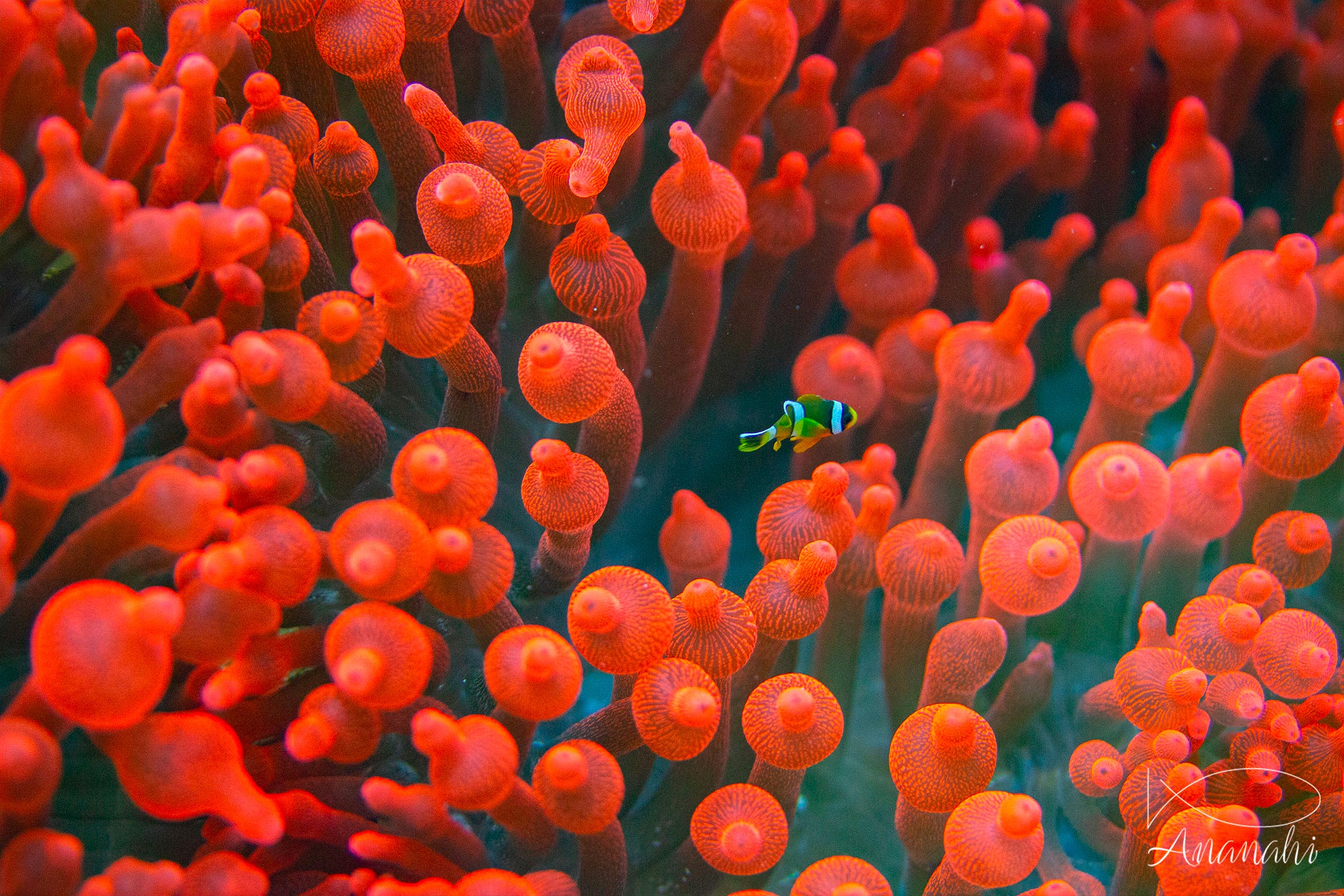 Poisson clown de Clark de Raja Ampat