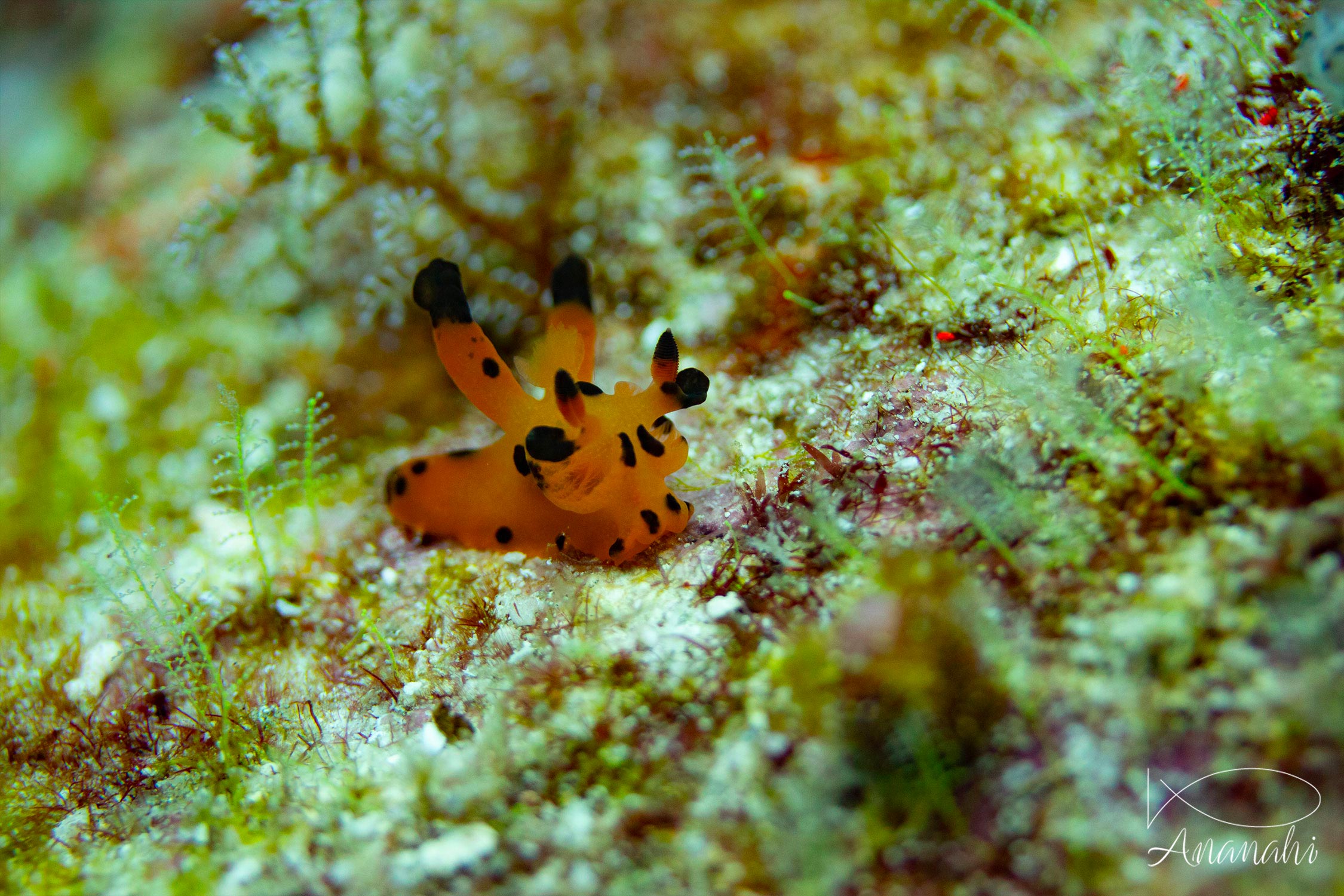 Thécacère Pikachu de Raja Ampat