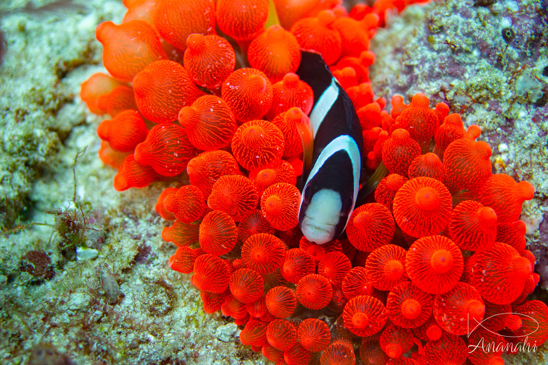 Poisson clown de Clark de Raja Ampat