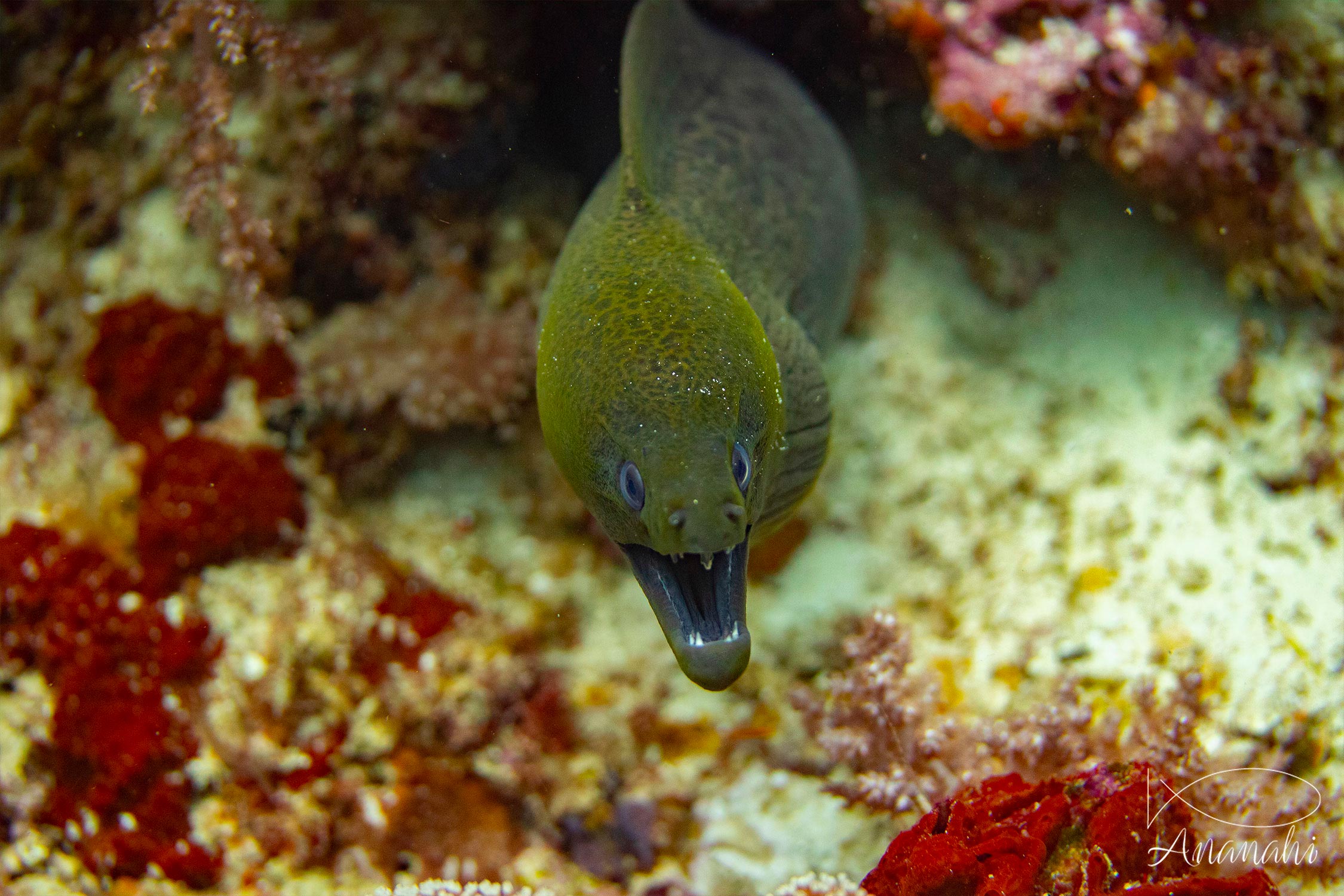 Murène javanaise de Raja Ampat