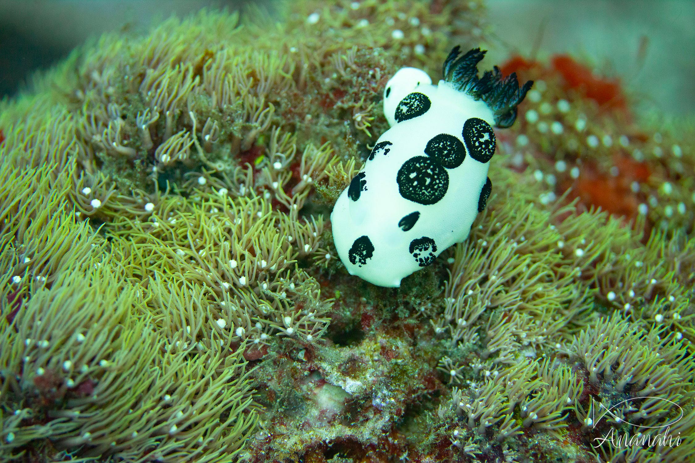 Jorunna funèbre de Raja Ampat