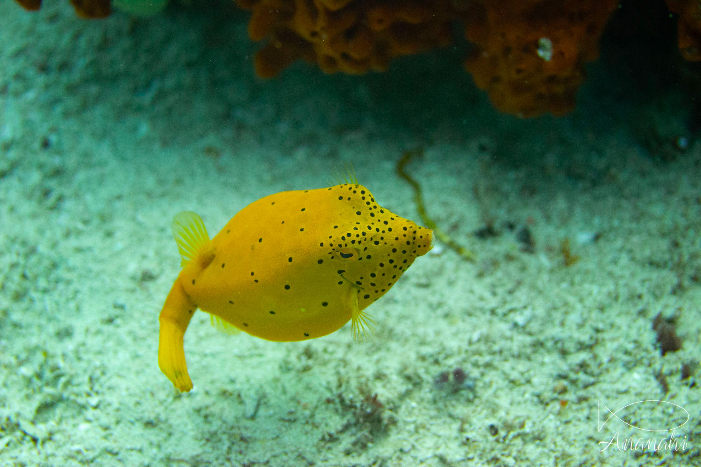 Poisson coffre jaune juvénile de Raja Ampat