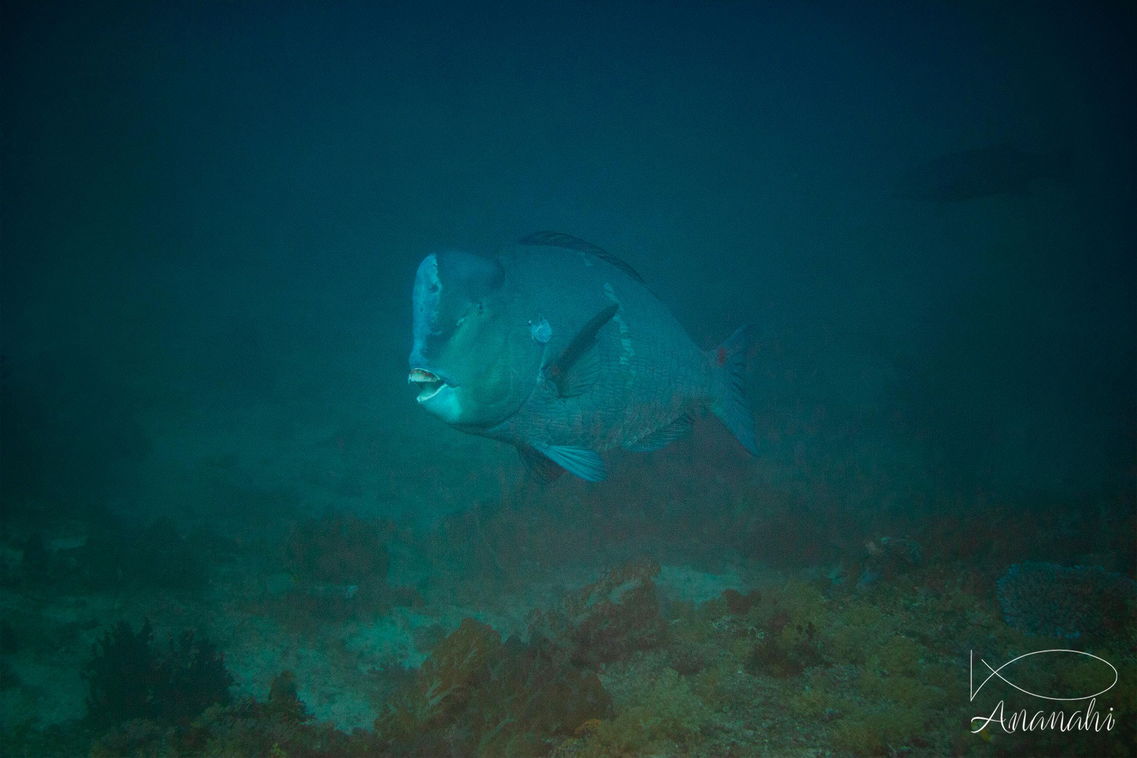 Poisson perroquet à bosse de Raja Ampat