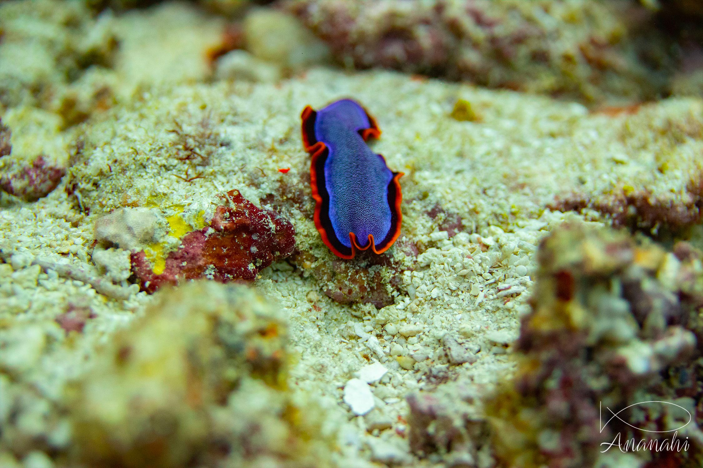 Plathelminthe rouille de Raja Ampat