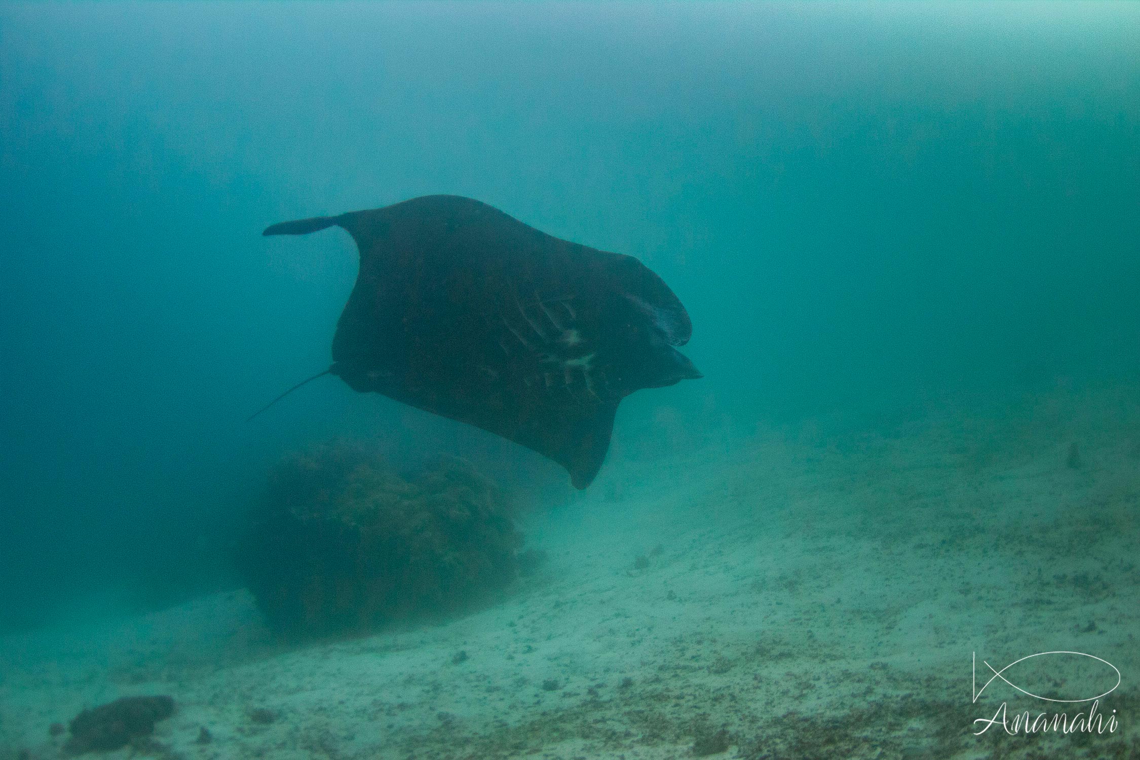 Raie manta noire de Raja Ampat