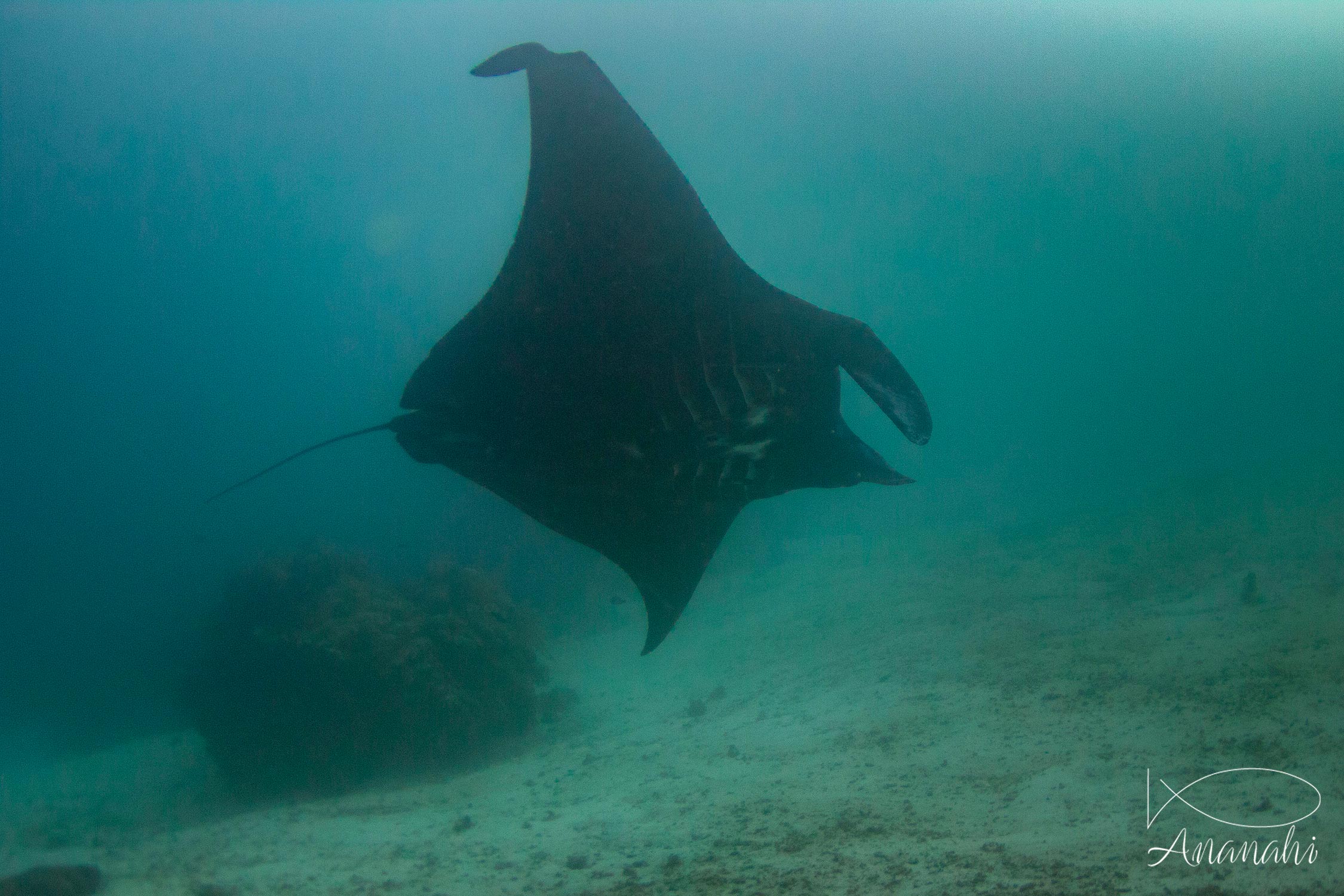 Raie manta noire de Raja Ampat