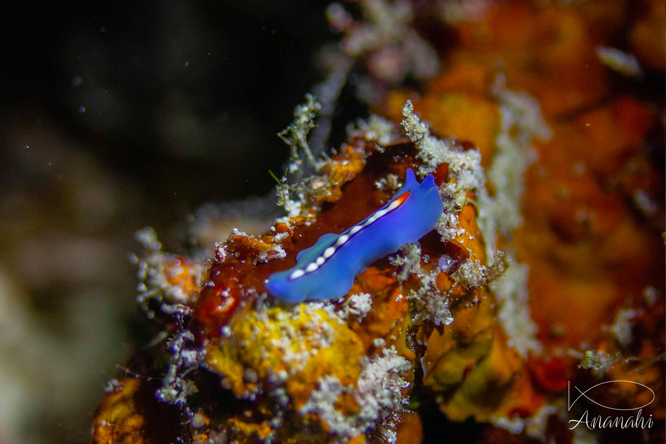 Plathelminthe à ligne orange de Raja Ampat