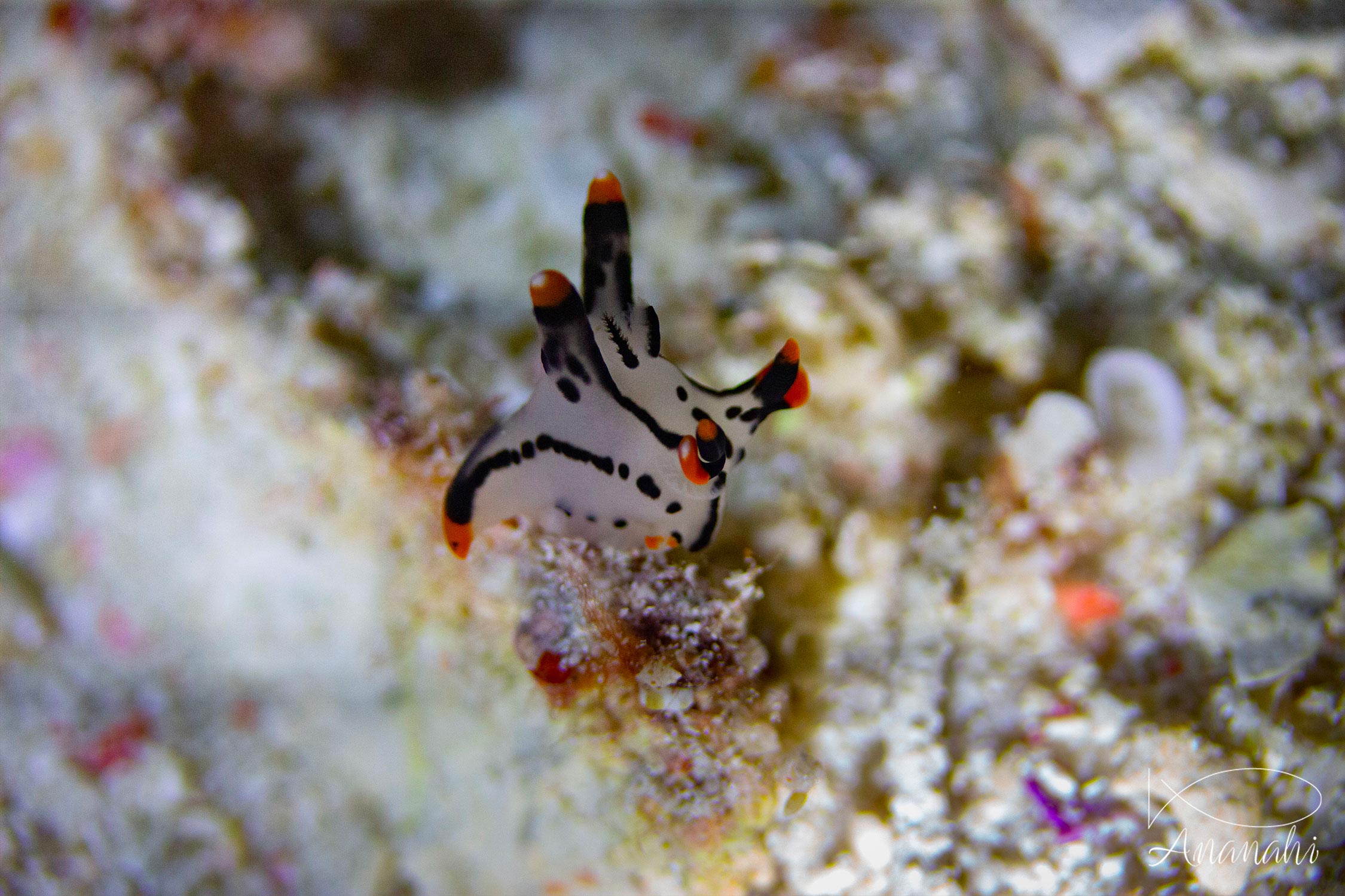 Thécacère peinte de Raja Ampat