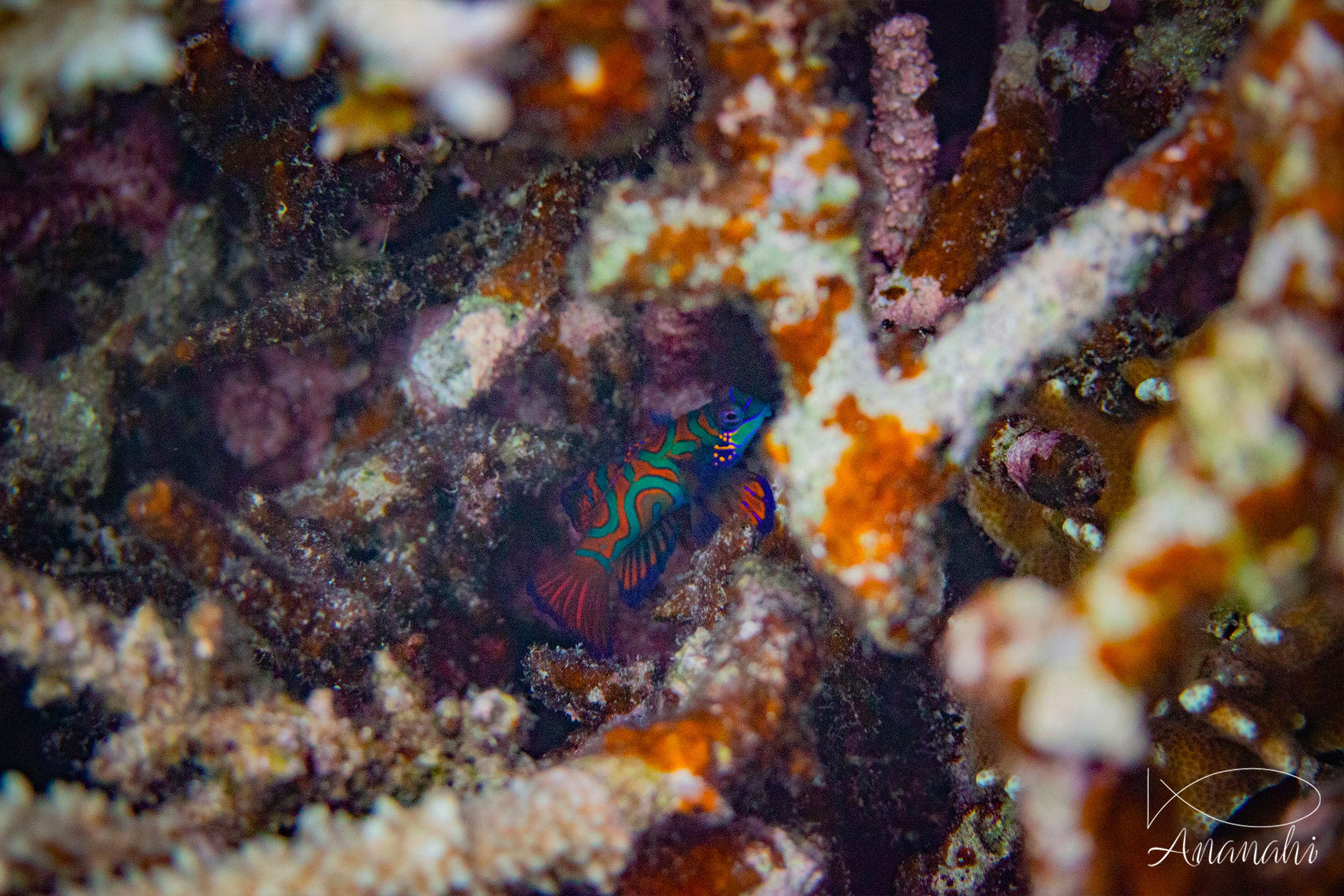 Poisson mandarin de Raja Ampat