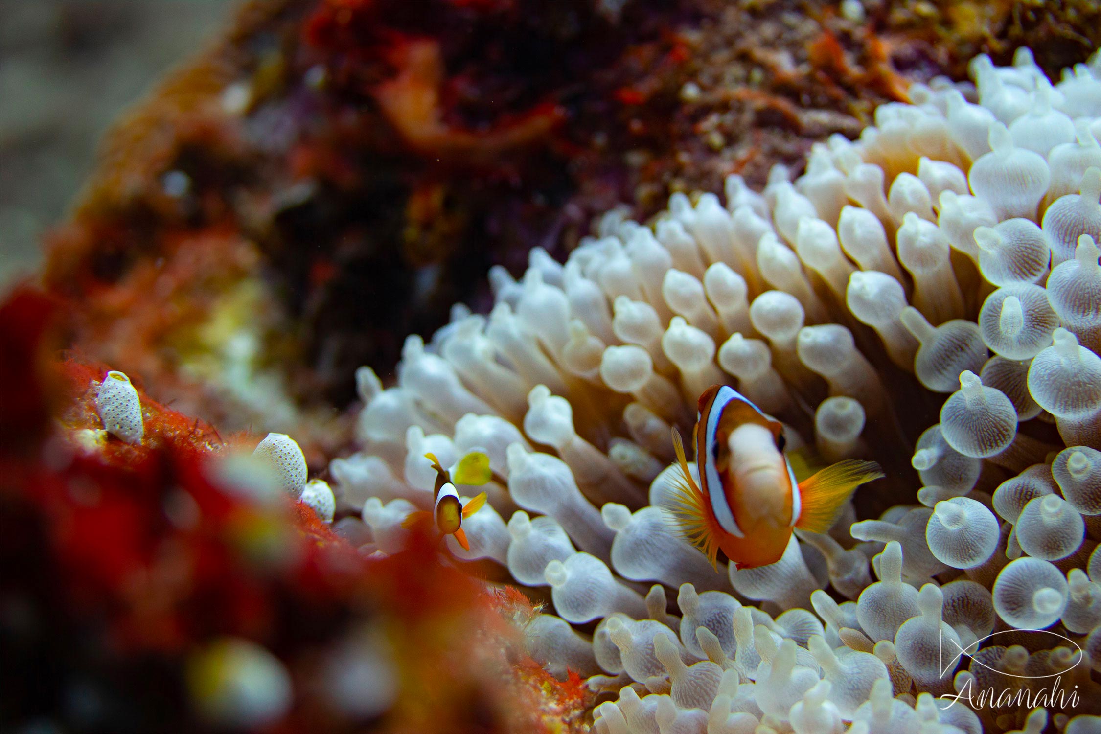 Poisson clown à trois bandes de Raja Ampat