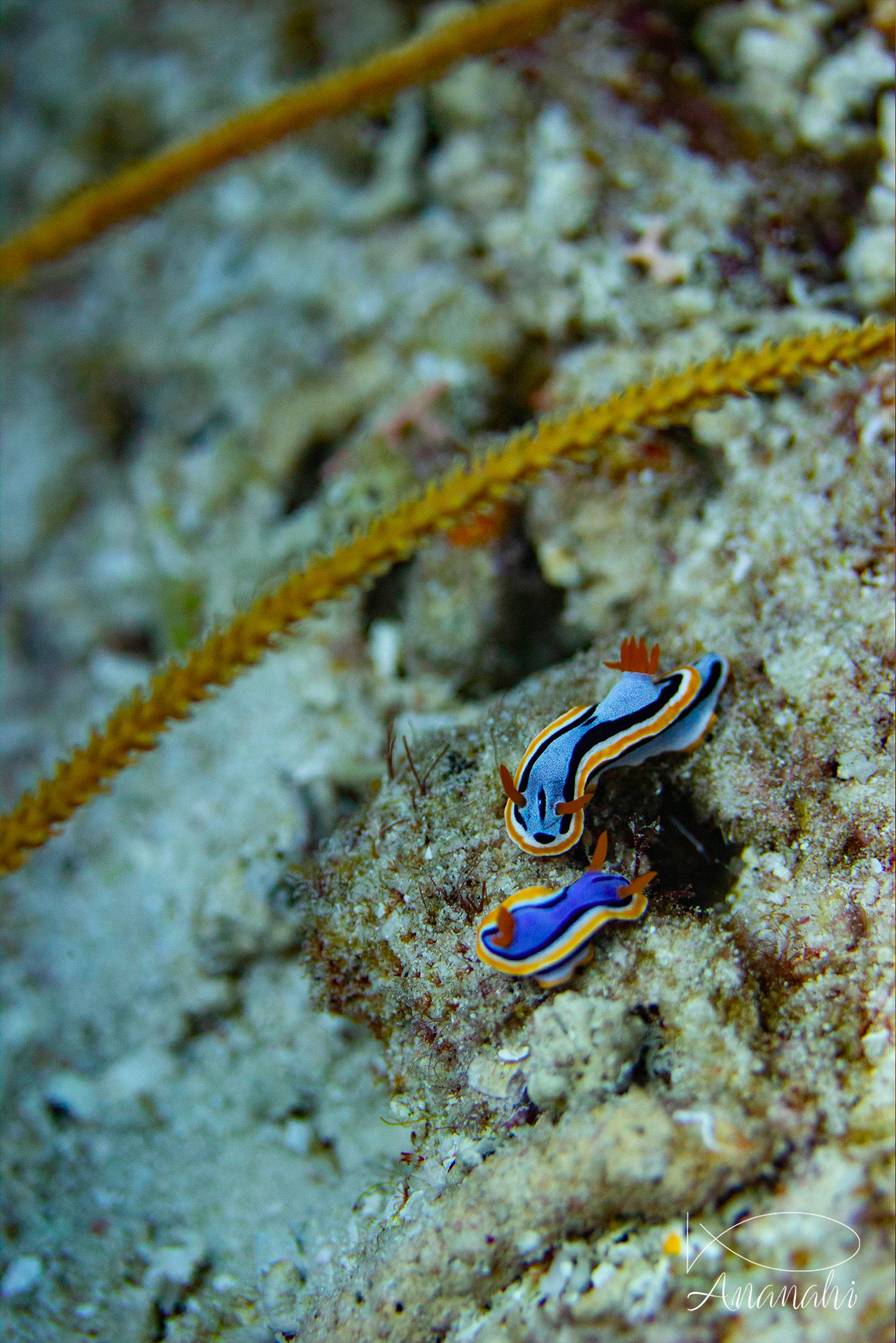 Chromodoris d'Anna de Raja Ampat