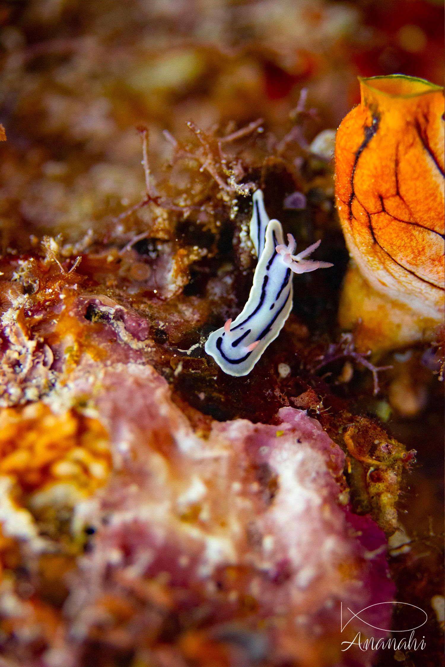 Chromodoris de Loch de Raja Ampat