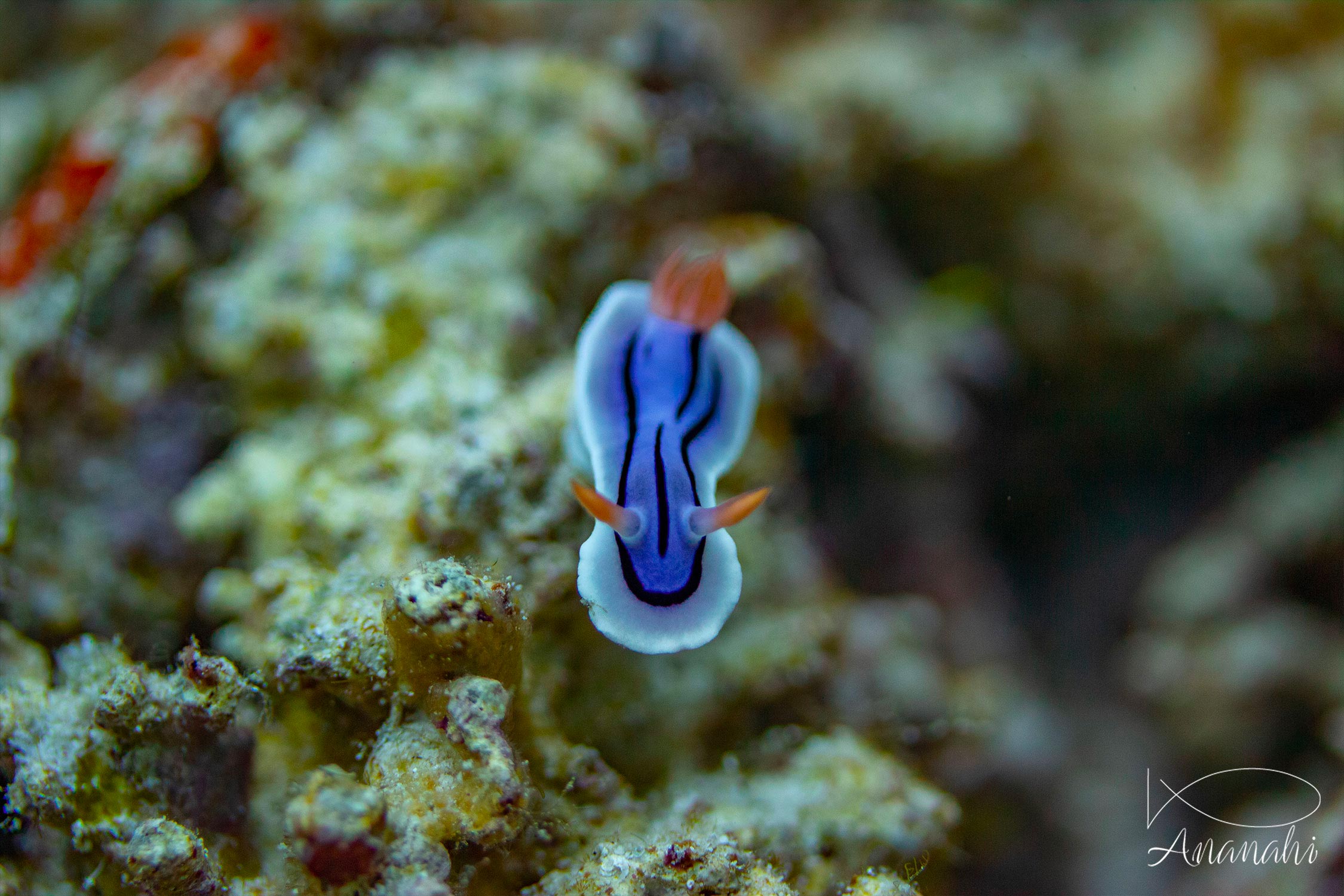 Chromodoris de Loch de Raja Ampat