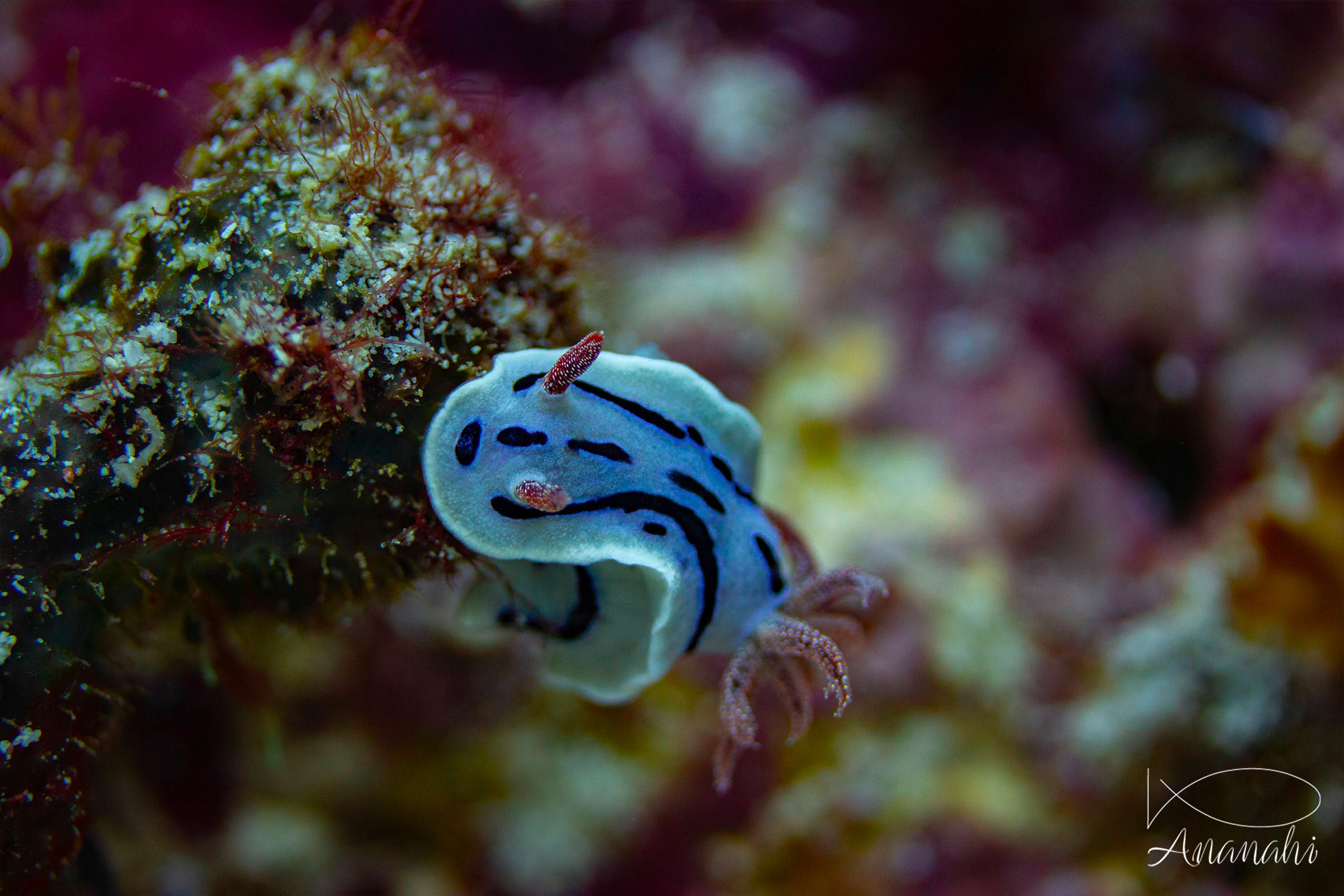 Chromodoris de Loch de Raja Ampat