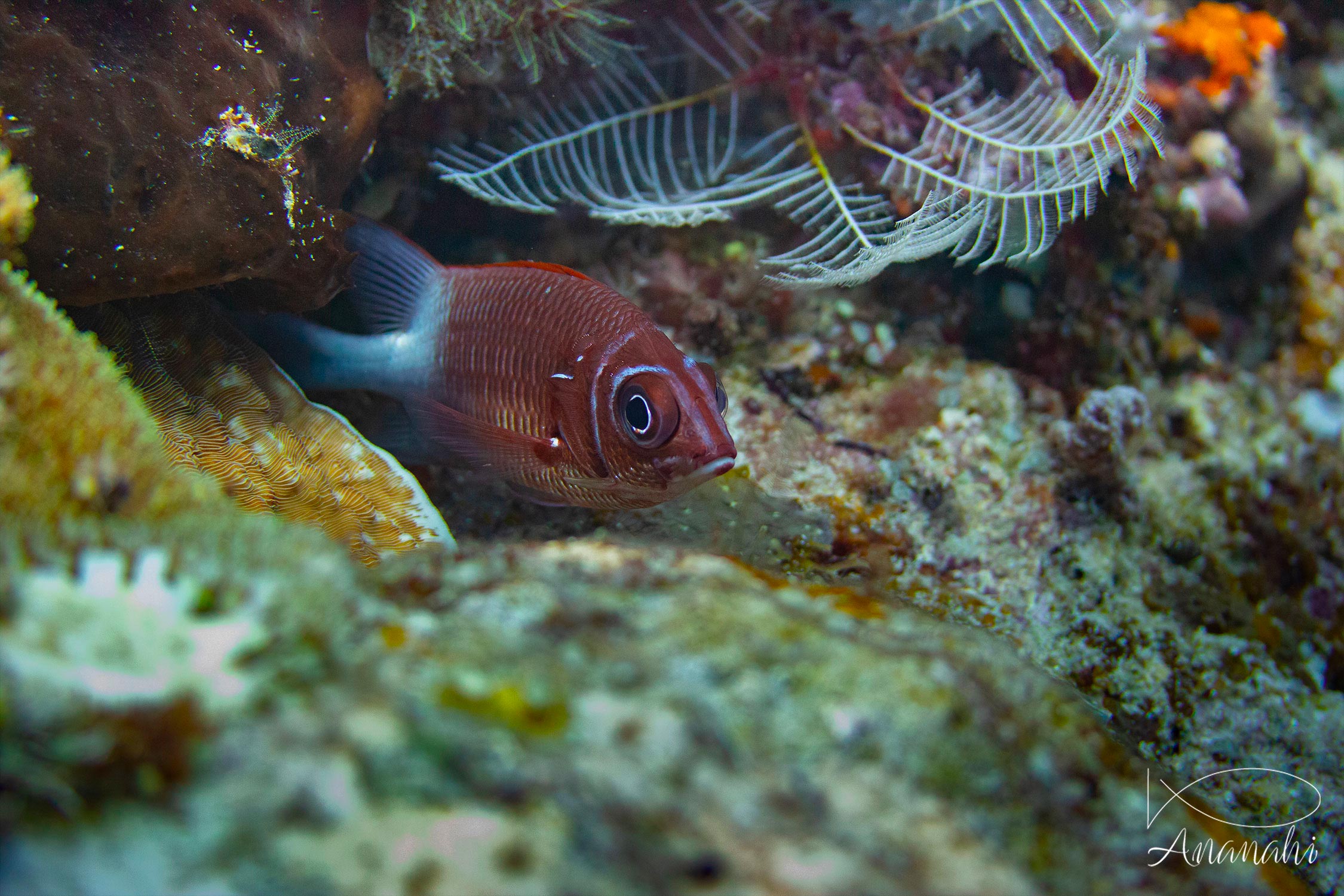 Poissons divers de Raja Ampat