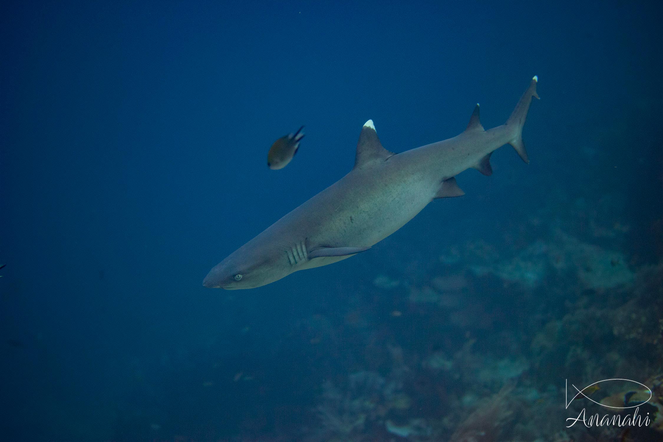 Requin à pointes blanches de Raja Ampat