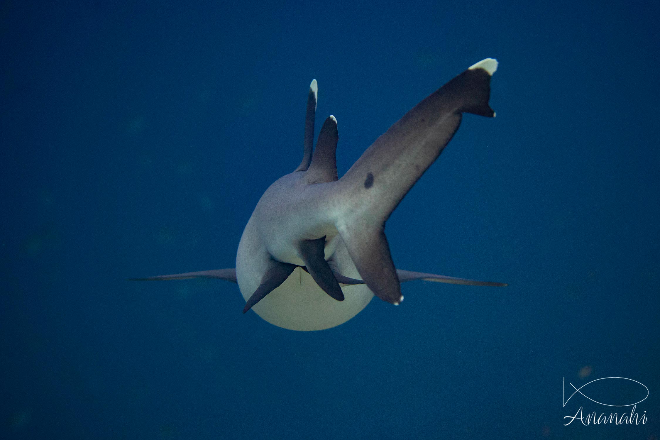 Requin à pointes blanches de Raja Ampat