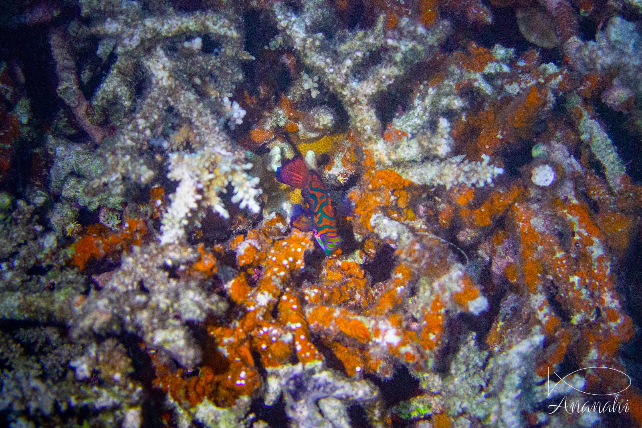 Poisson mandarin de Raja Ampat