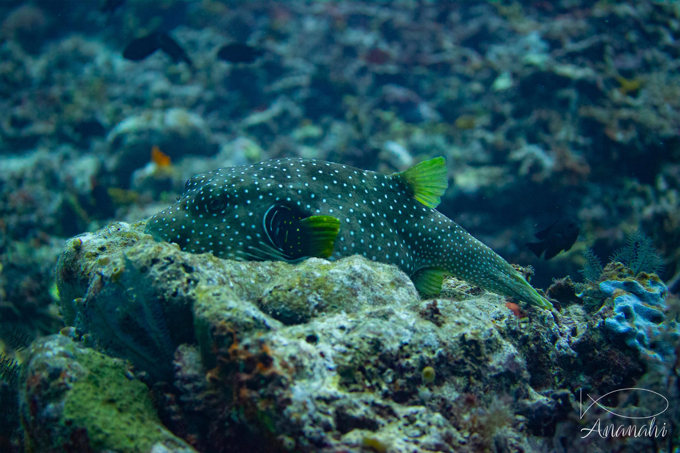 Poisson-ballon à taches blanches de Raja Ampat