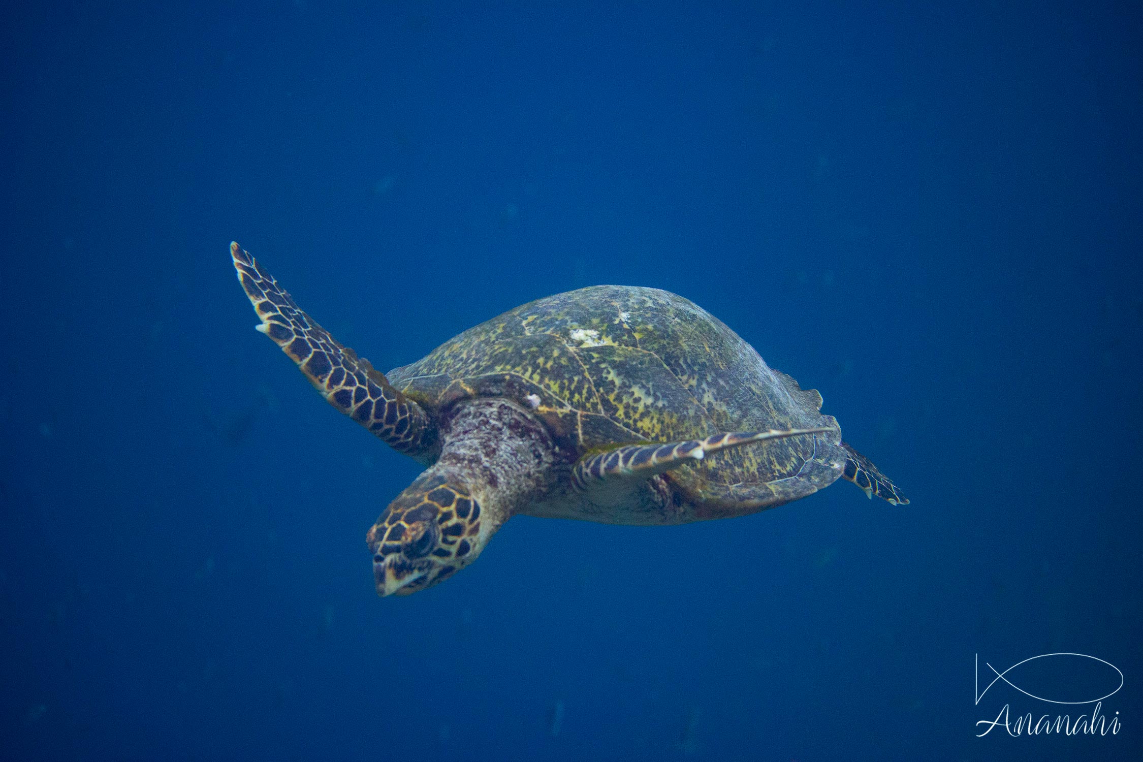 Tortue imbriquée de Raja Ampat