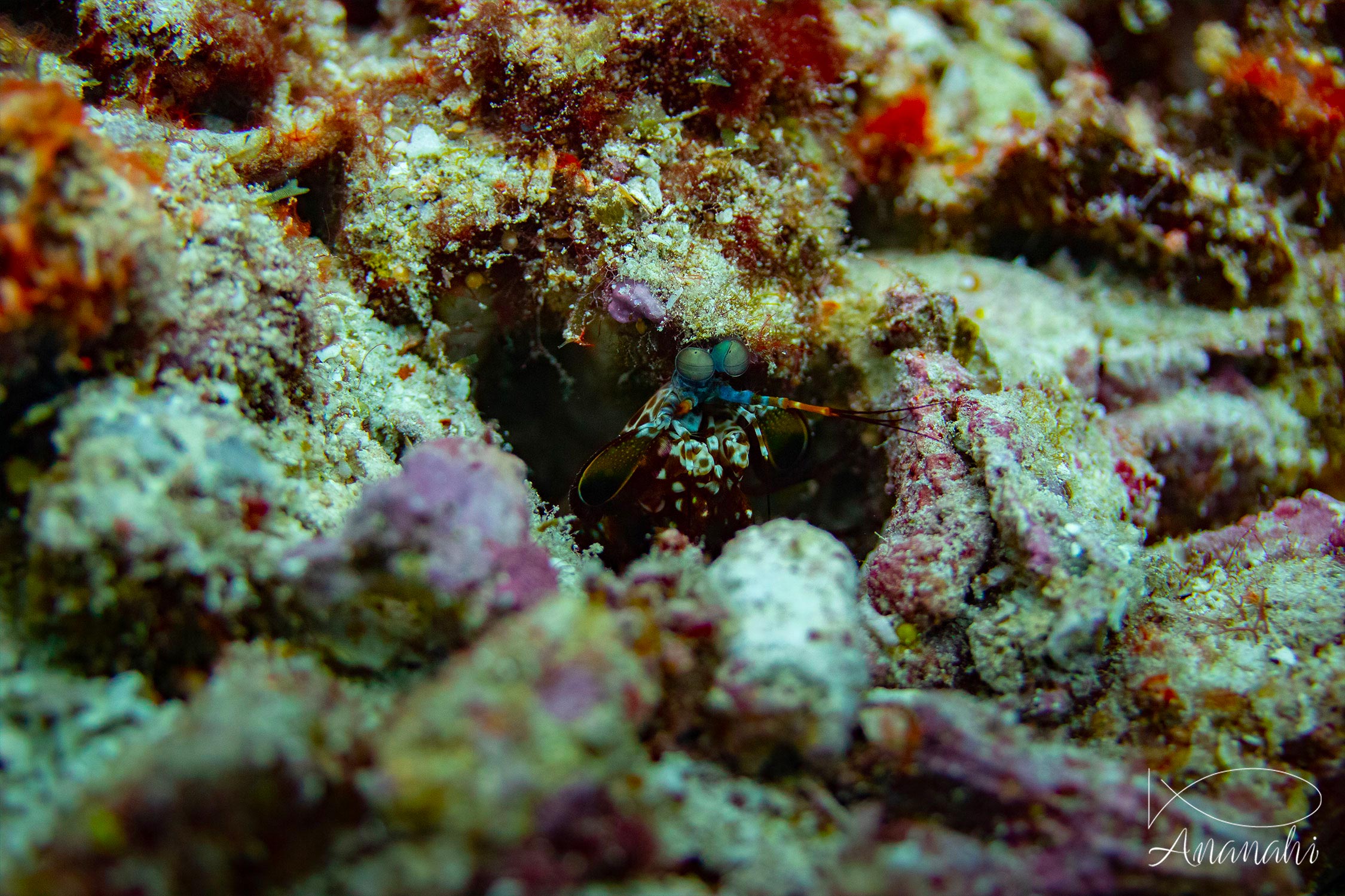 Squille multicolor de Raja Ampat