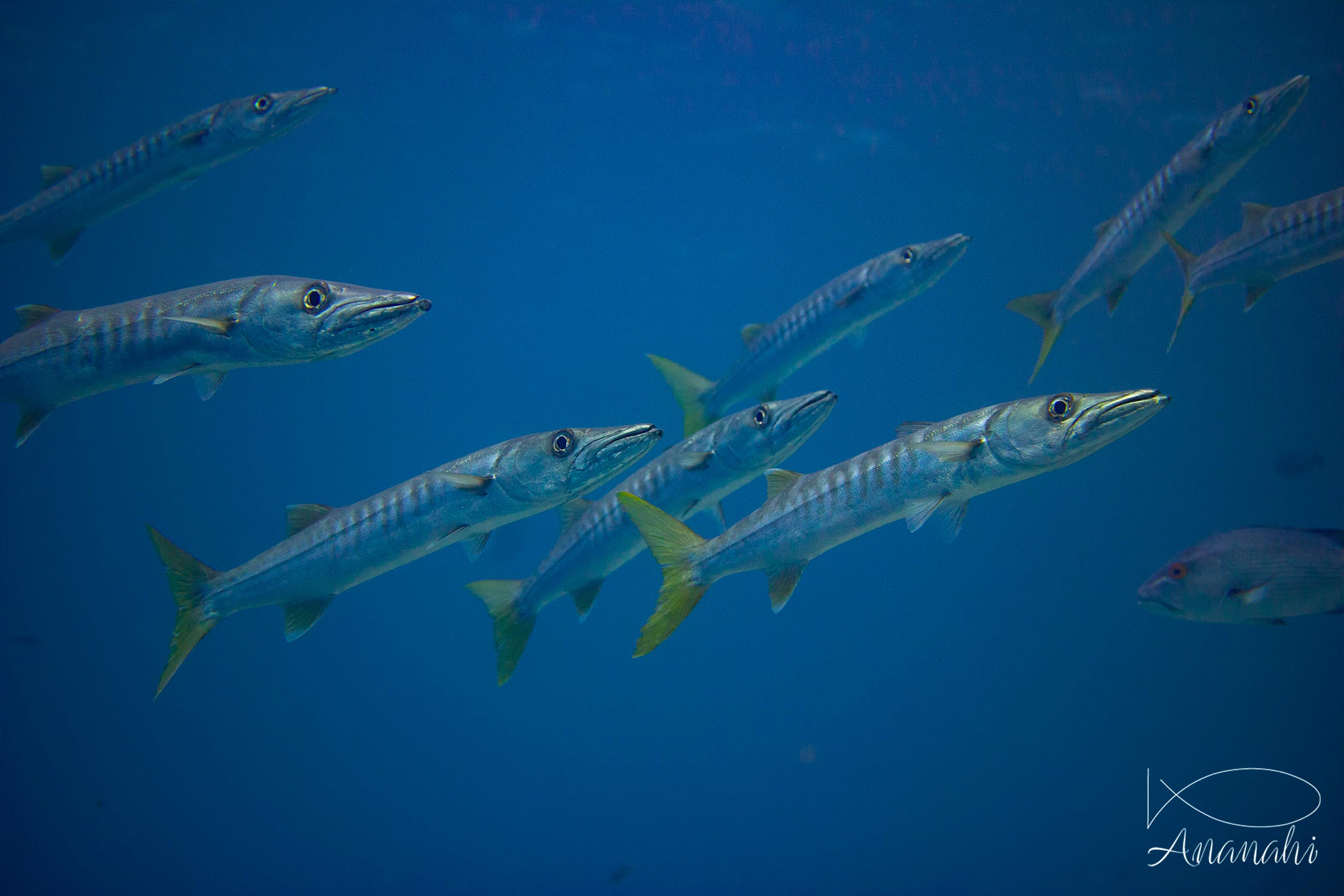 Bécune à queue jaune de Raja Ampat