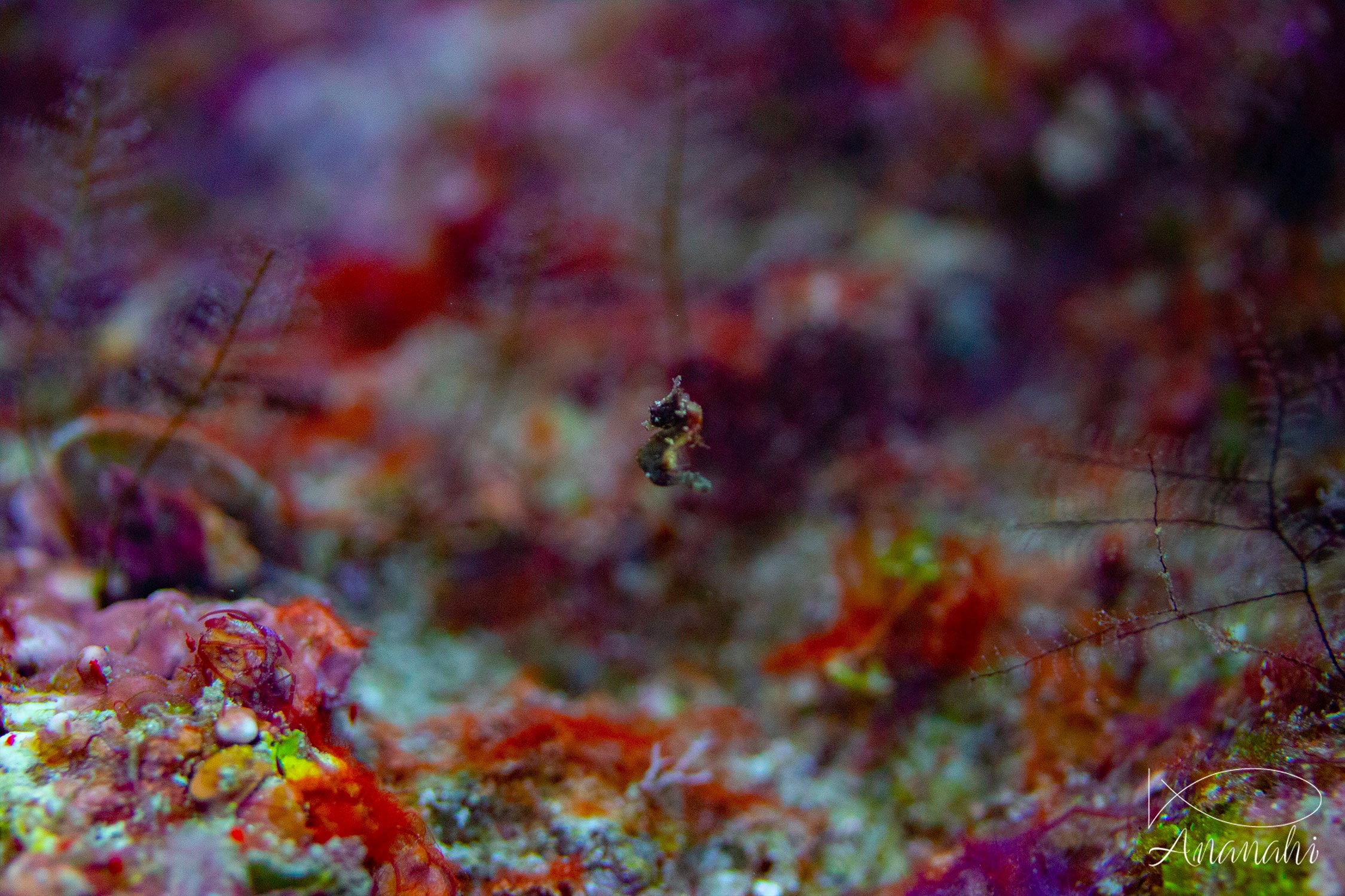 Hippocampe pygmée des gorgones de Raja Ampat