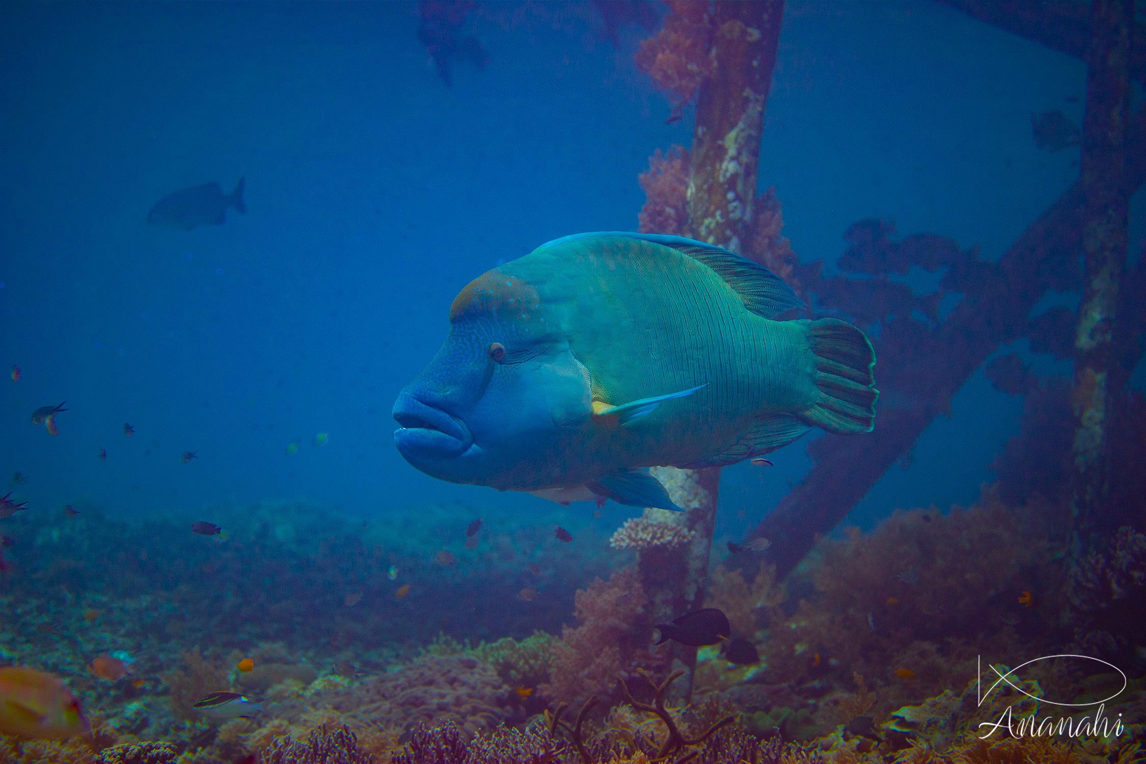 Napoléon de Raja Ampat